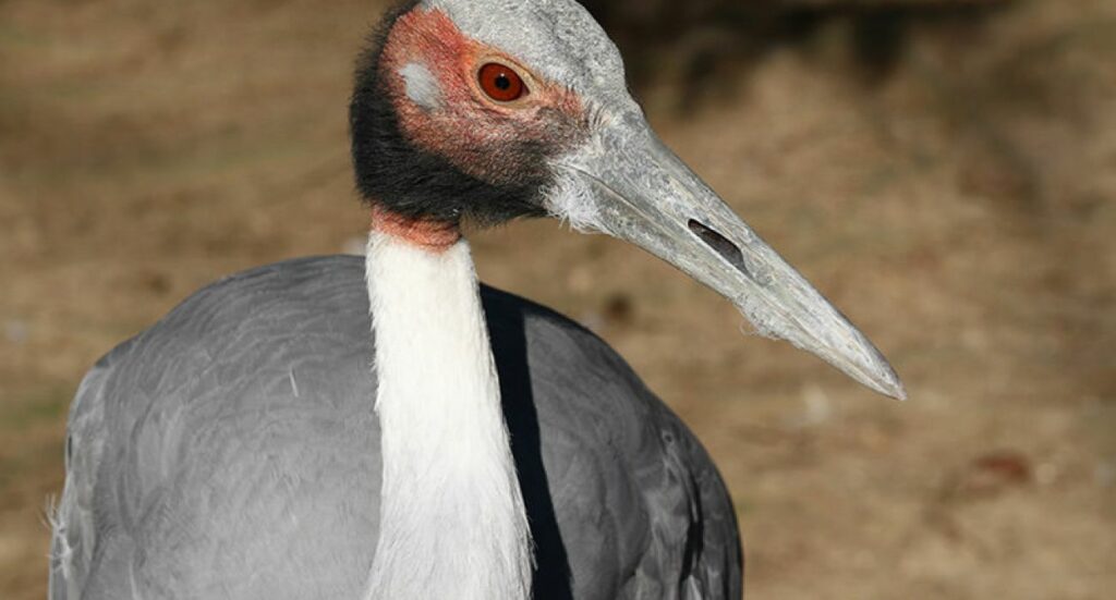 Saruskranich-Zoo-Neuwied Ein Saruskranich im Zoo Neuwied