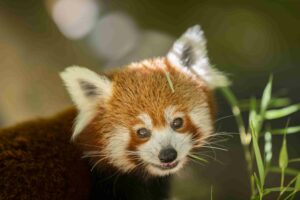 Kleiner Roter Panda im Zoo Neuwied