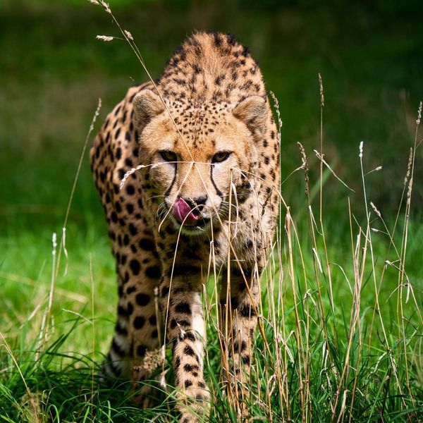 Gepard Gepardenkater Gepardenbrüder Zoo Neuwied