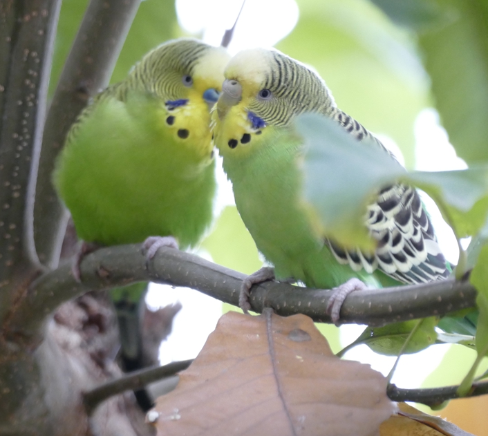 Wellensittiche Australienvoliere Zwei schnäbelnde Wellensittiche im Baum
