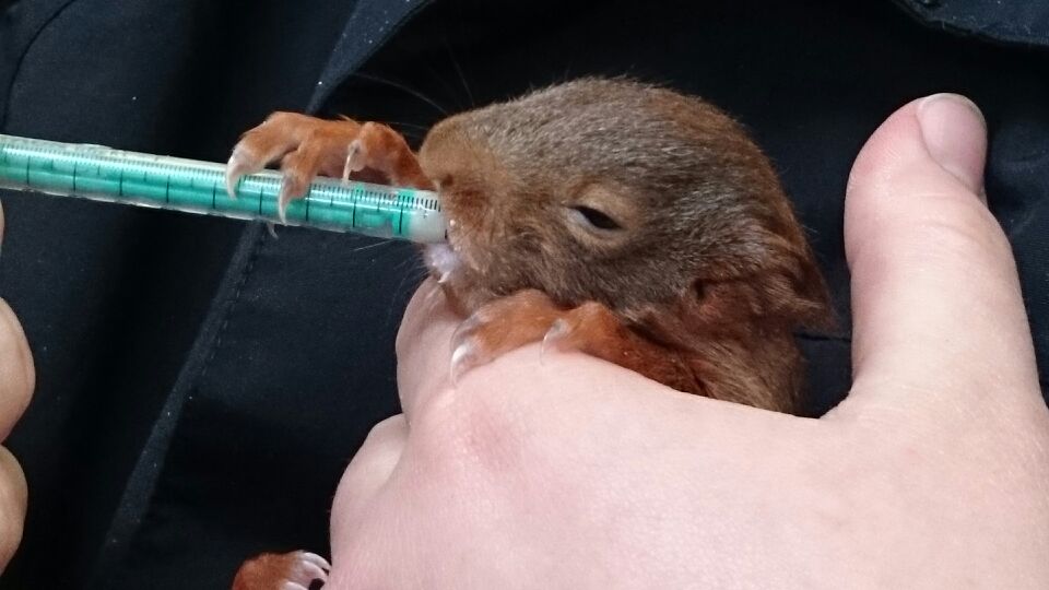 Eichhörnchen Aufzucht Ann-Kathrin 2014 (5) Eine menschliche Hand, die ein Eichhörnchenjunges hält, das aus einer Einwegspritze mit Milch gefüttert wird