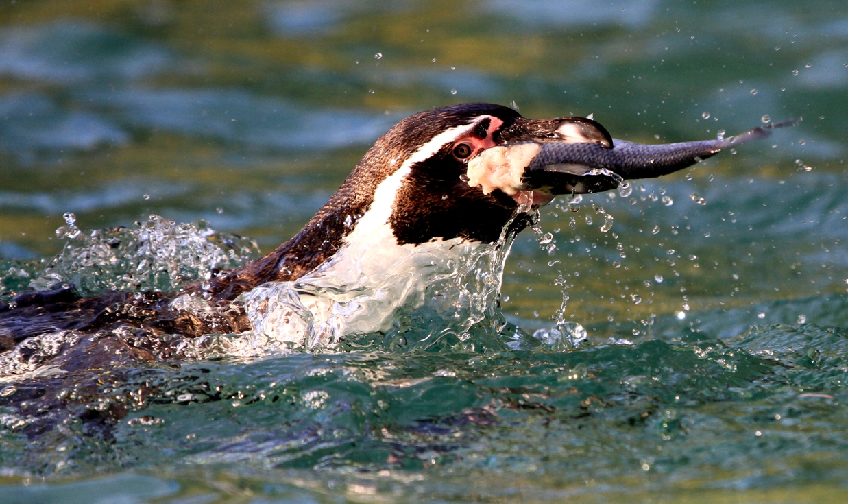 PinguineSchmitz_November13 (3) Ein Humboldtpinguin mit einem Fisch im Schnabel. Nur Kopf und Hals sind über Wasser, der Körper ist unter der Wasseroberfläche.