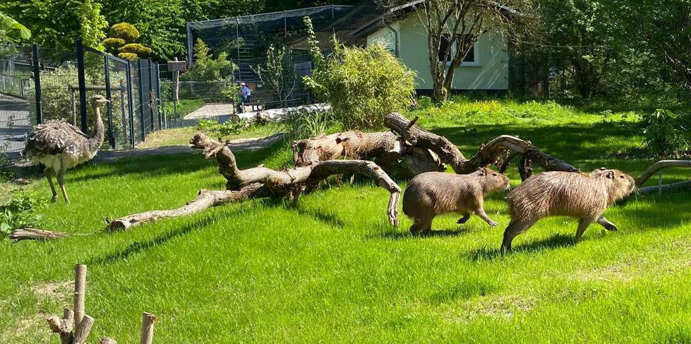 1000094230 Zwei Capybaras und ein Darwin-Nandu in einem gemeinsamen Gehege