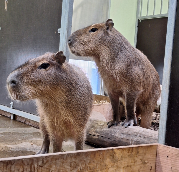 1000095450 Zwei Capybaras im Zoo Neuwied