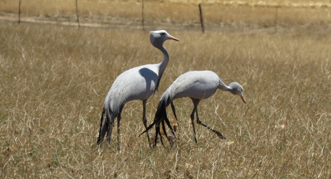 BC breeding pair in stubble field in the Overberg_klein Zwei Paradieskraniche auf einem trockenen Stoppelfeld, im Hintergrund Weidezäune