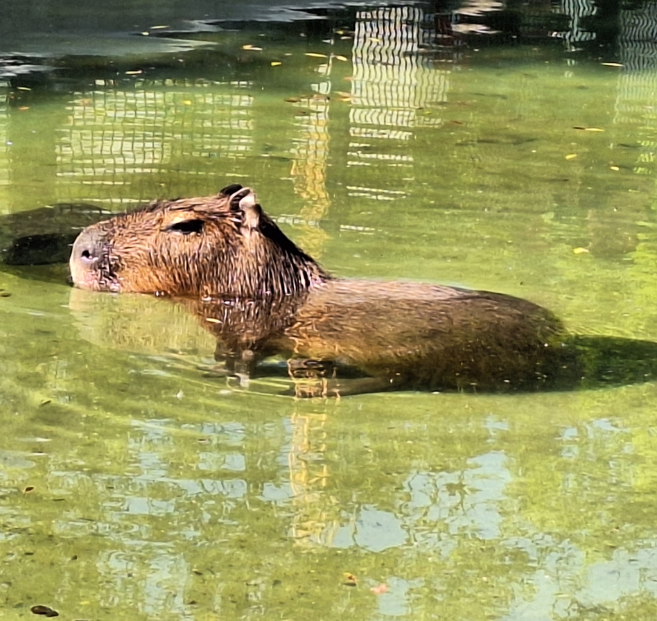 Ein Capybara steht im seichten Wasser