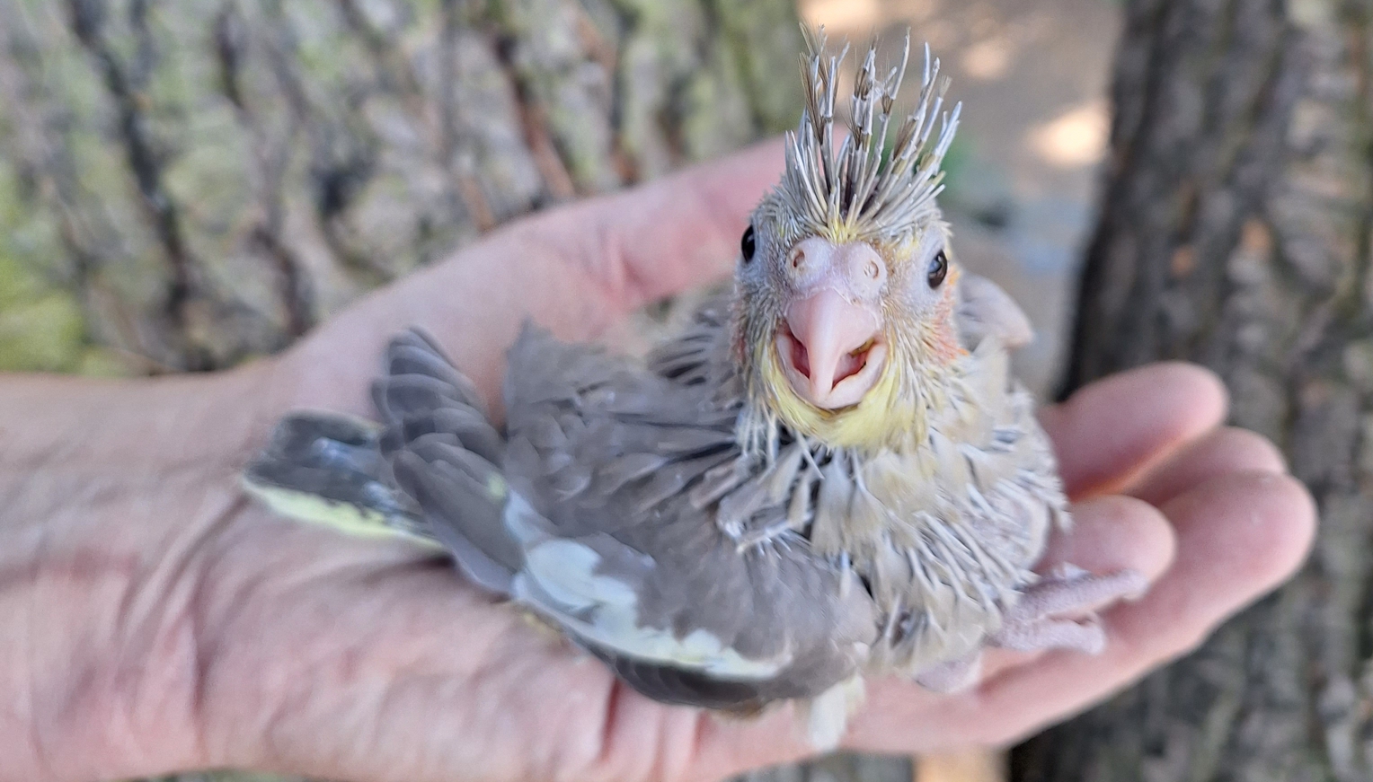 Ein K&uuml;ken eines Nymphensittichs sitzt auf einer menschlichen Handfl&auml;che