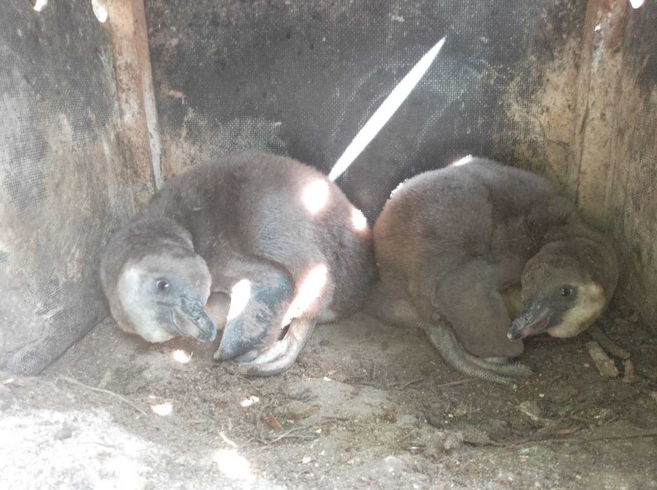 Pinguinküken Juni 2025 Zwei Humboldtpinguin-Küken sitzen in einer Bruthöhle im Zoo Neuwied