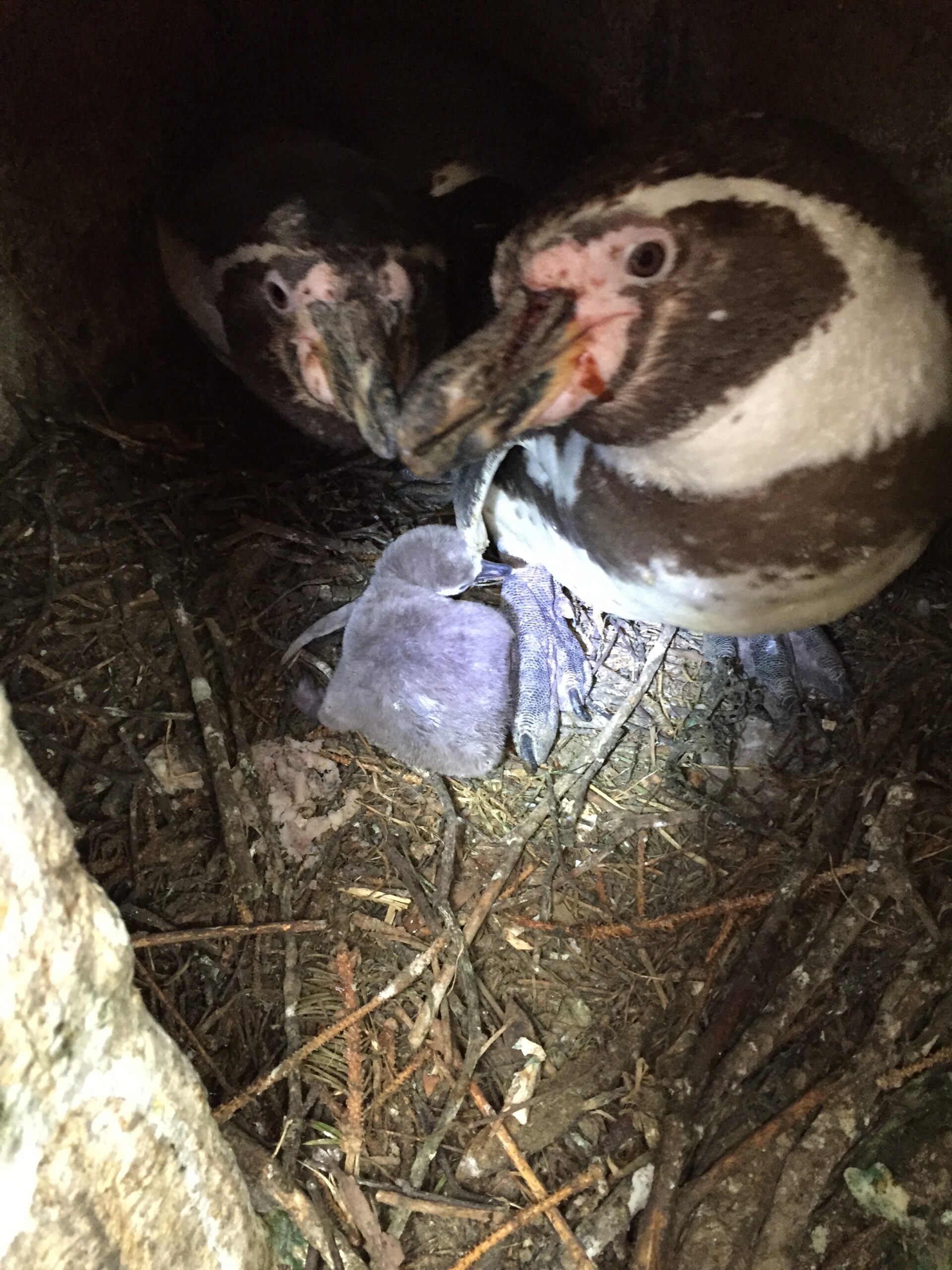 Pinguinküken frisch geschlüpft Frisch geschlüpftes Humboldtpinguin-Küken mit einem Elternvogel in einer Bruthöhle im Zoo Neuwied
