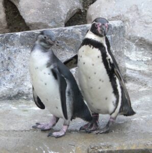 Zwei Humboldtpinguine stehen nebeneinander. Der linke hat noch das verwaschen wirkende Jugendgefieder, der rechte ist erwachsen und arttypisch schwarz und weiß gefärbt