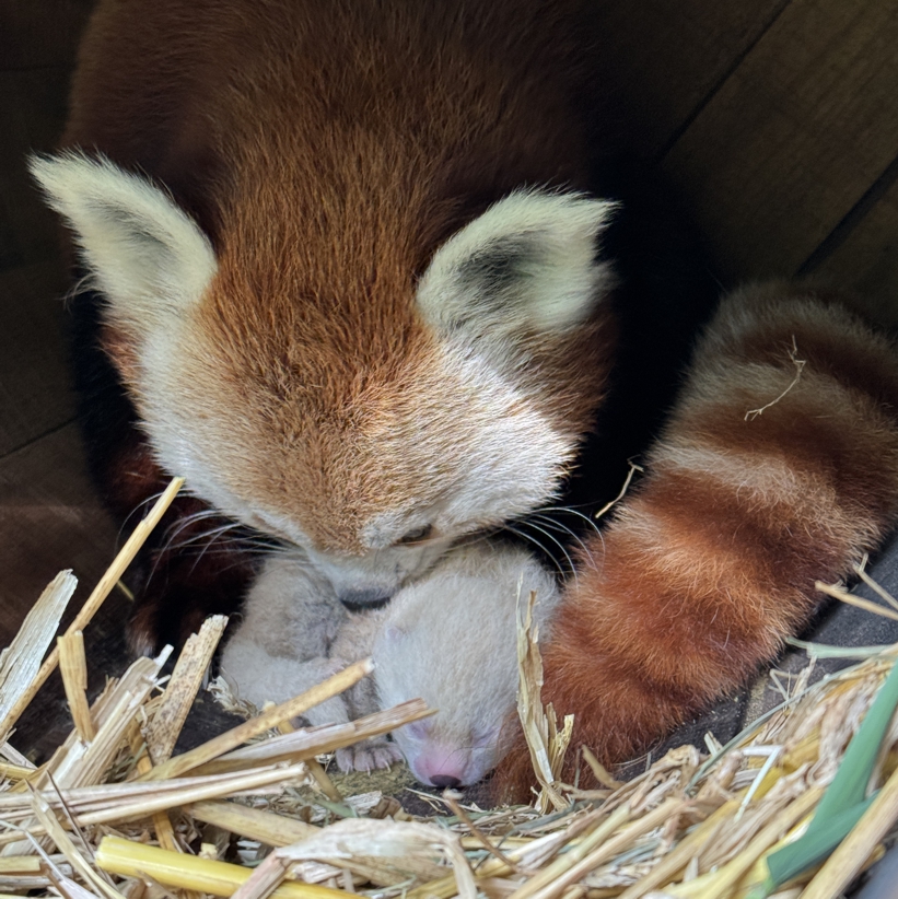Katzenbär Nachwuchs Juni 25 Im Zoo Neuwied beschnüffelt ein Roter Panda sein neugeborenes Jungtier
