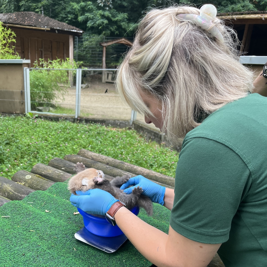 Katzenbär Prophylaxe und Jungtierkontrolle 16.07 (13) Im Zoo Neuwied untersucht eine Tierärztin ein Katzenbär Jungtier