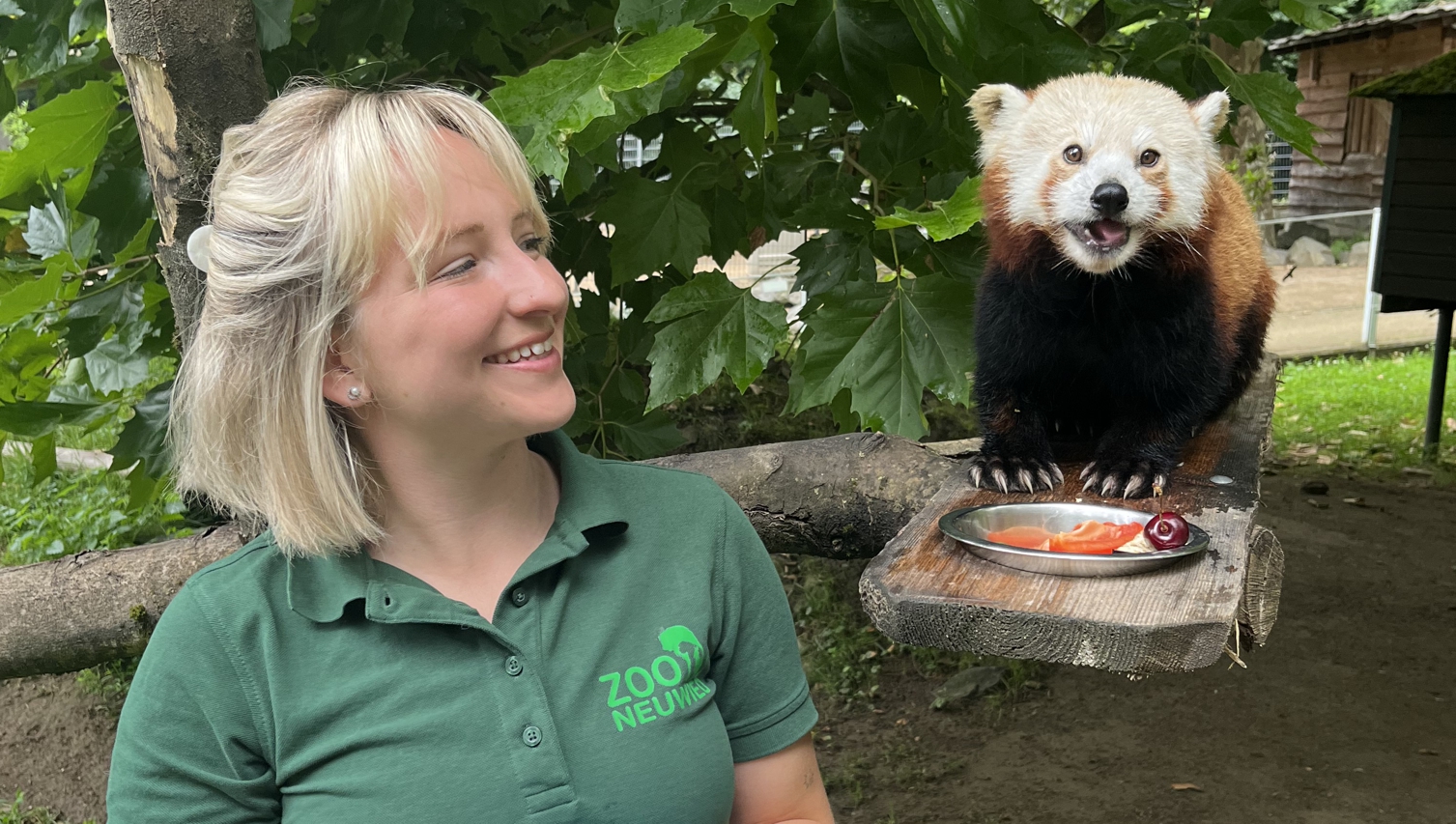 Katzenbär und Tierärztin Die Zootierärztin des Zoo Neuwied posiert neben einem Roten Panda