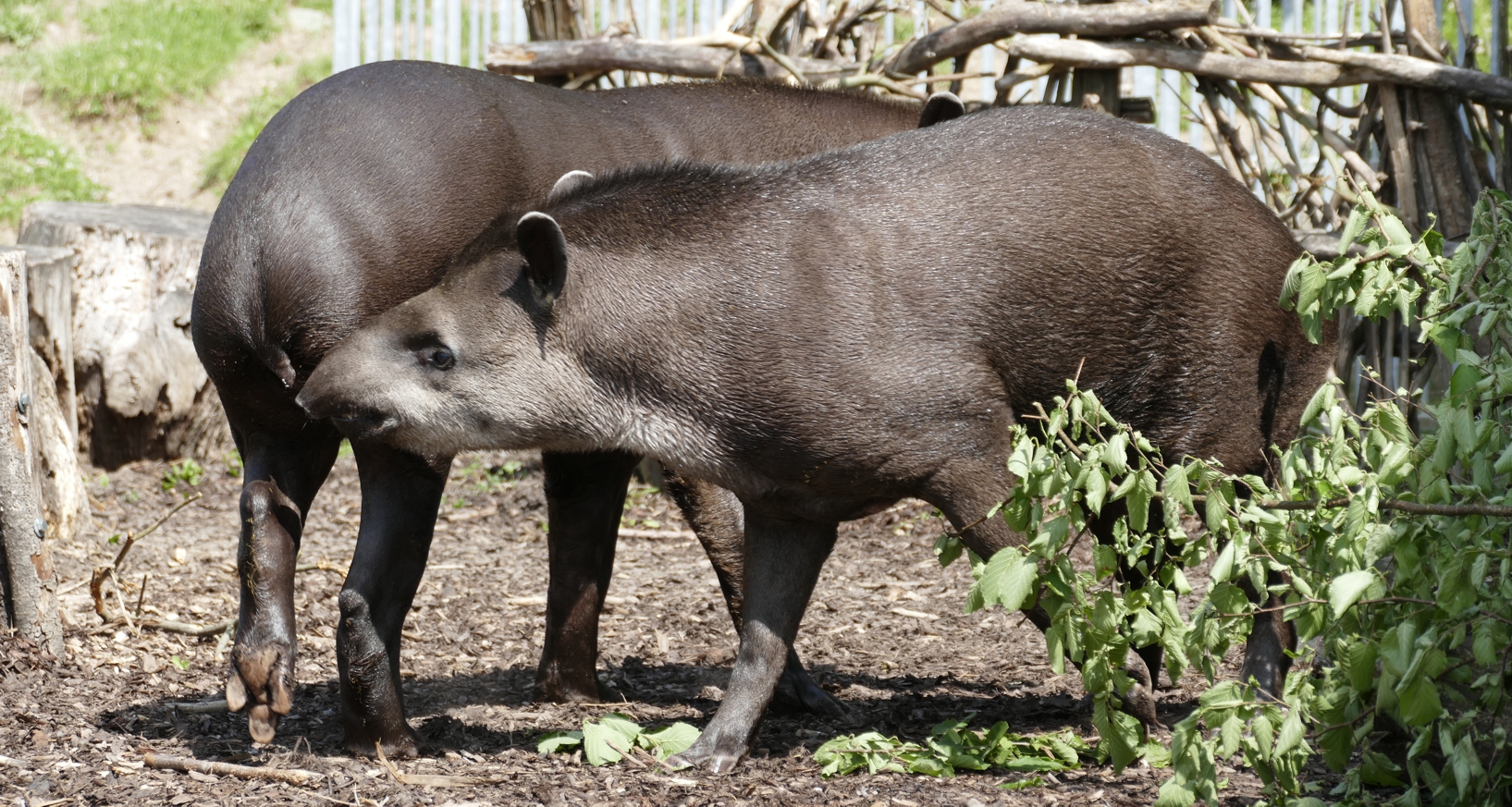 Tapir Vergesellschaftung Juni 25.2 Zwei Flachlandtapire auf der Außenanlage im Zoo Neuwied
