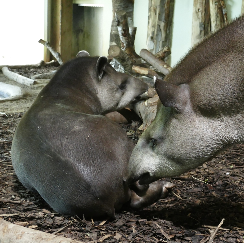 Tapir Vergesellschaftung Juni 25 Ein Flachlandtapir beschnüffelt einen zweiten liegenden Tapir im Zoo Neuwied