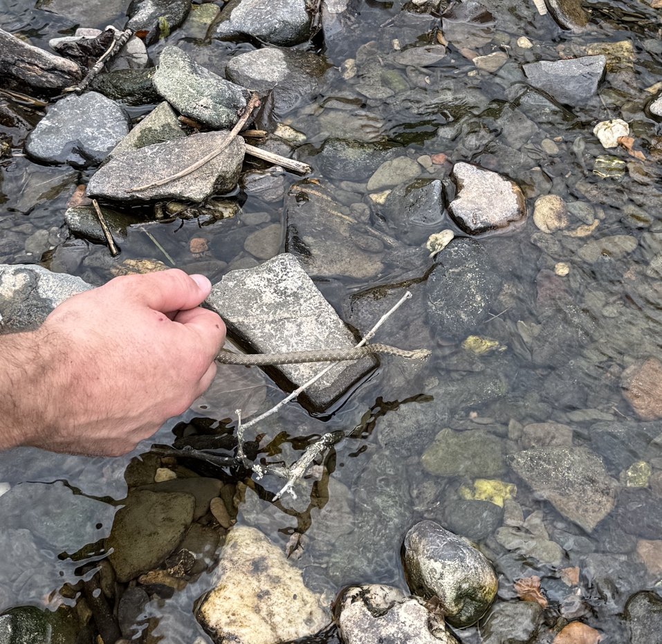 Würfelnatter Release Eine Hand lässt eine kleine Würfelnatter in ein steiniges Bachbett gleiten