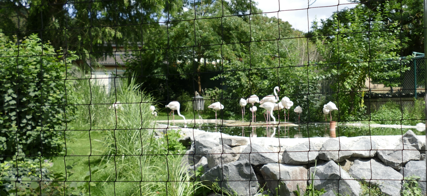 Netz Flamingoanlage 04.08.2025_EvaFritsch Eine Gruppe Rosaflamingos im flachen Wasser umgeben von Gras und Sträuchern, im Vordergrund ein feines, großmaschiges Netz