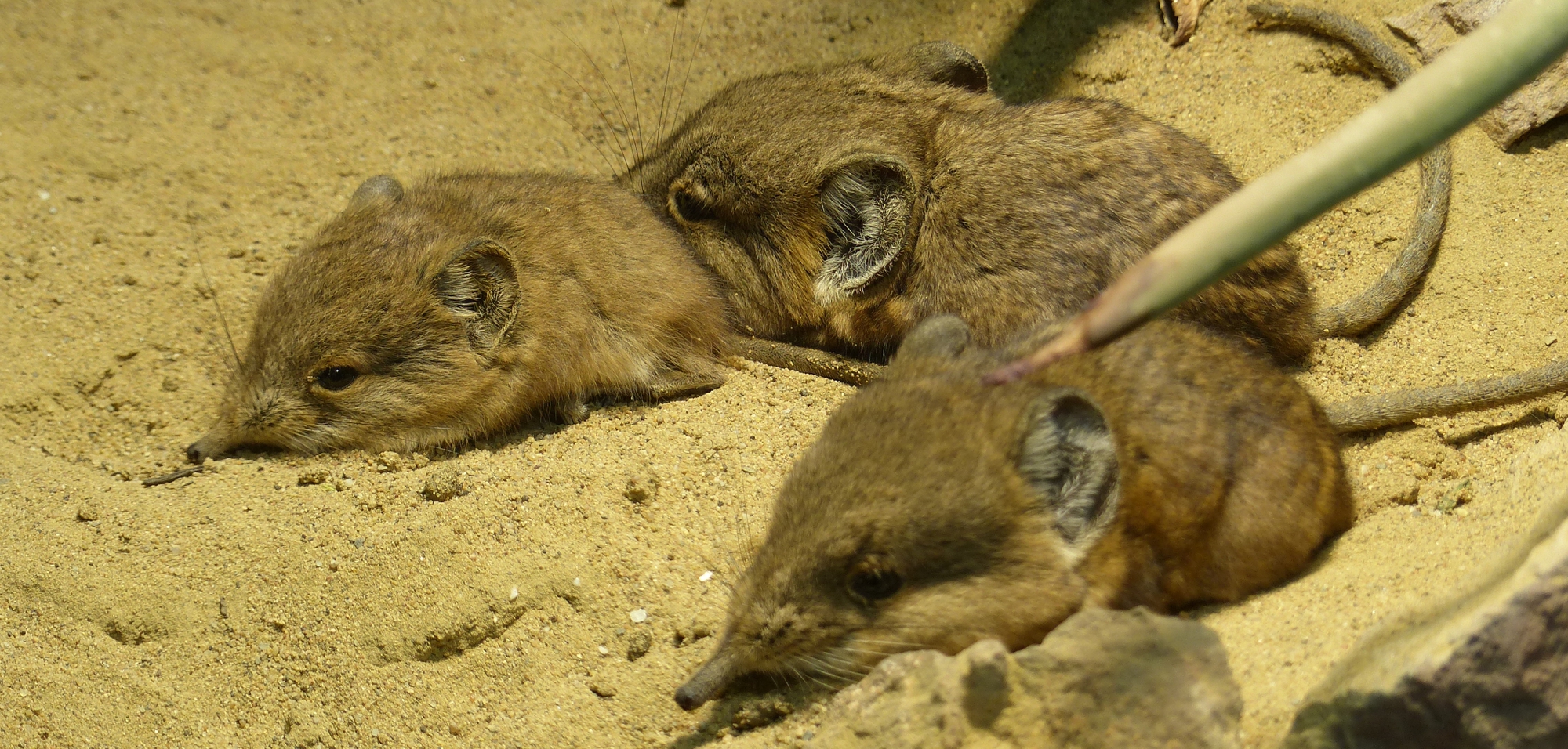 Rüsselspringer 23-06-2020 (1)