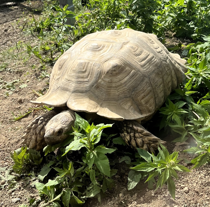 Spornschildkröte Umbau_A.Japes Eine Spornschildkröte frisst Wildkräuter