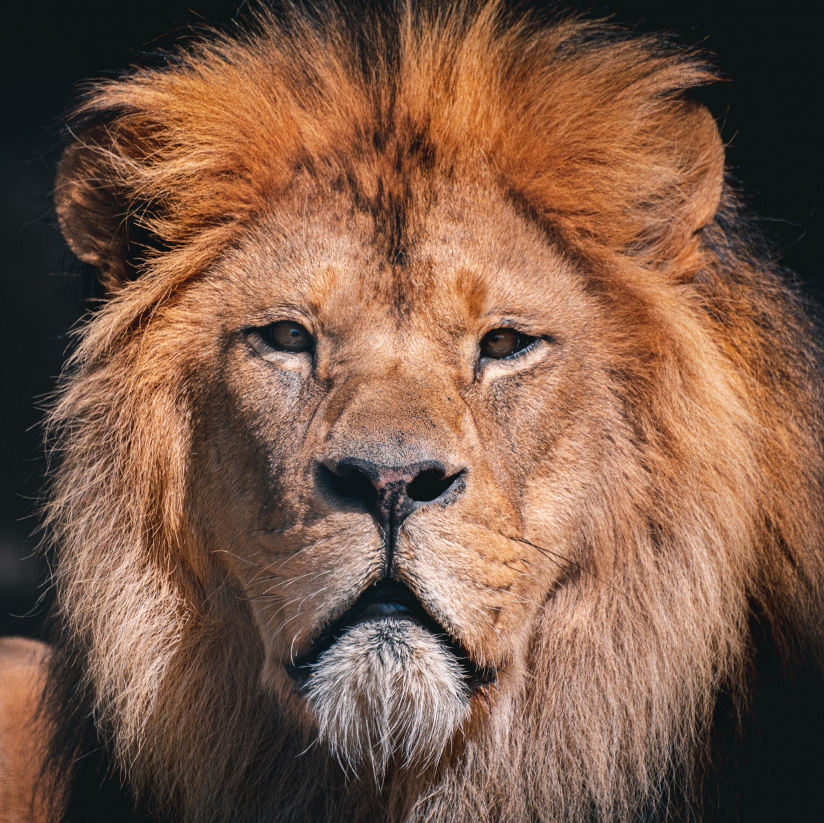 lion_MarcSiepenkötter (2)