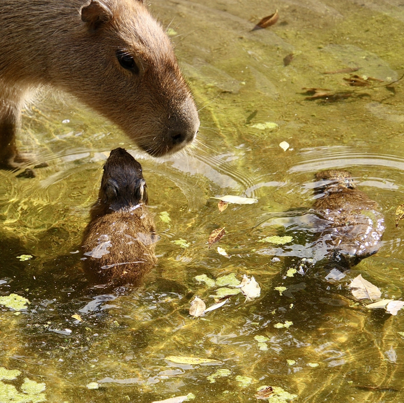 Capybara Jungtiere 23.09._Eva_Klein Ein Capybara beugt seinen Kopf zu seinem Jungen herunter, das im Wasser schwimmt
