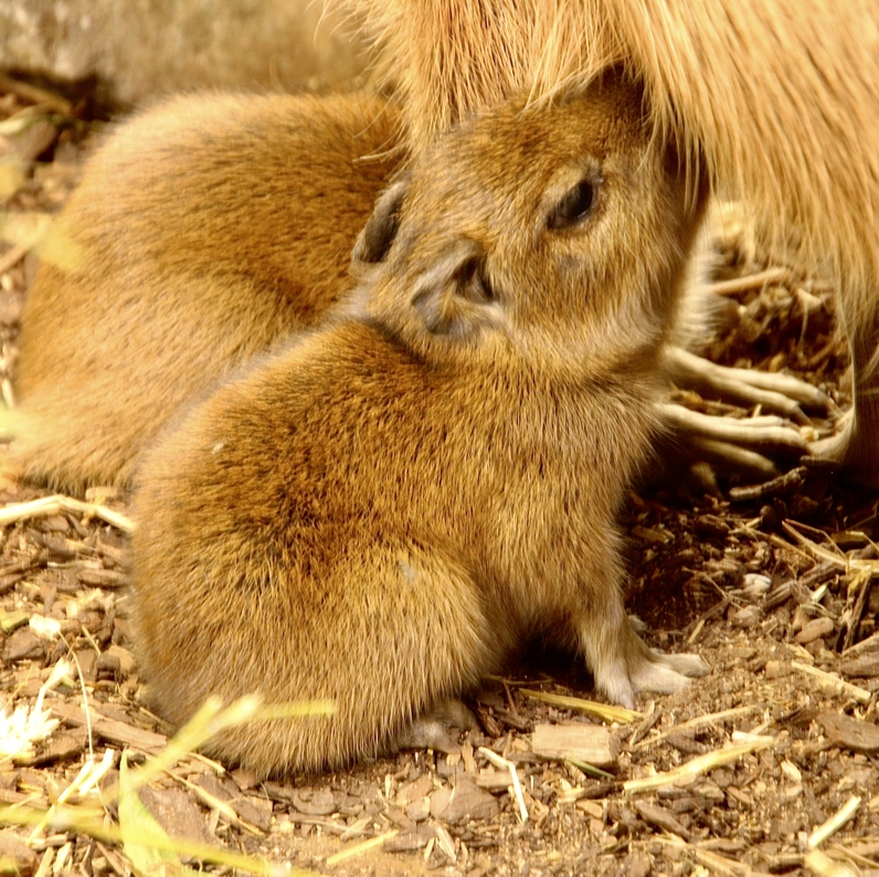 Capybara-Nachzucht_17.09 Klein Ein junges Capybara trinkt Milch bei seiner Mutter
