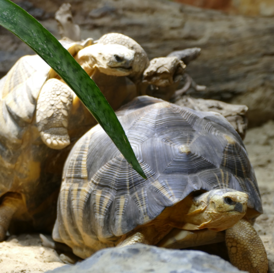 Strahlenschildkröte 20.10.2025 Eva F (7) Zwei madegassische Strahlenschildkröten bei der Paarung