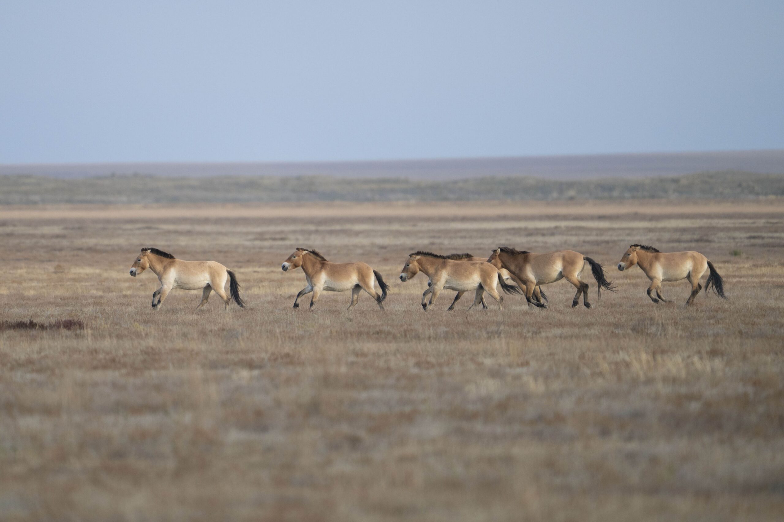 Altyn Dala Daniel Rosengren ZGF (2) Przewalskipferde in der Mongolei, Foto durch das Altyn Dala Projekt und Daniel Rosengren bereitgestellt
