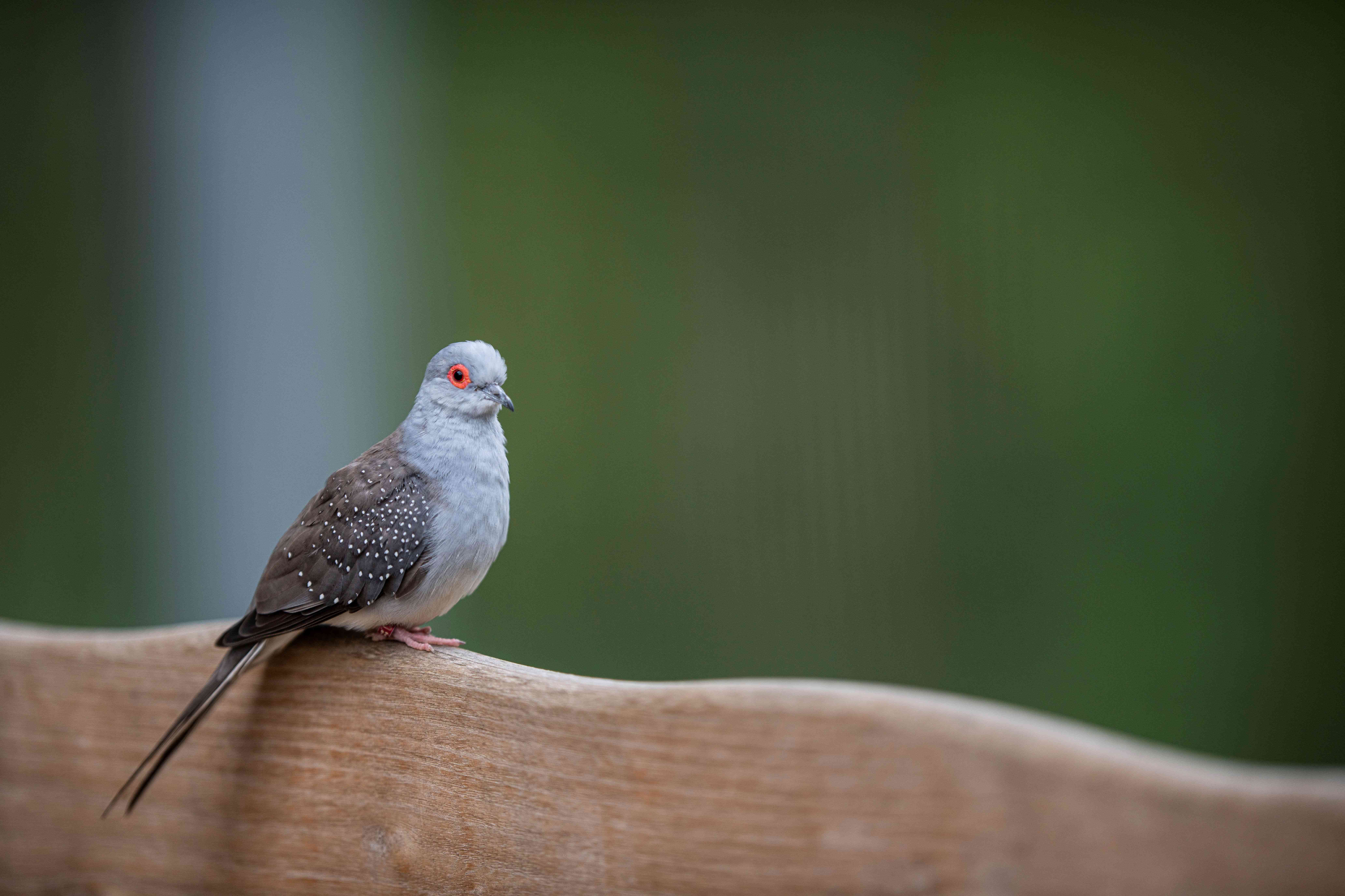Diamanttäubchen im Zoo Neuwied sitzt auf einem Holzbrett