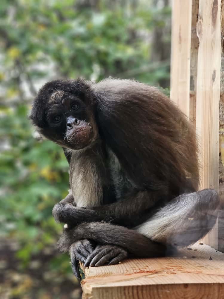 Klammeraffe_Lena Weeser Ein Brauner Klammeraffe im Zoo Neuwied schaut in die Kamera