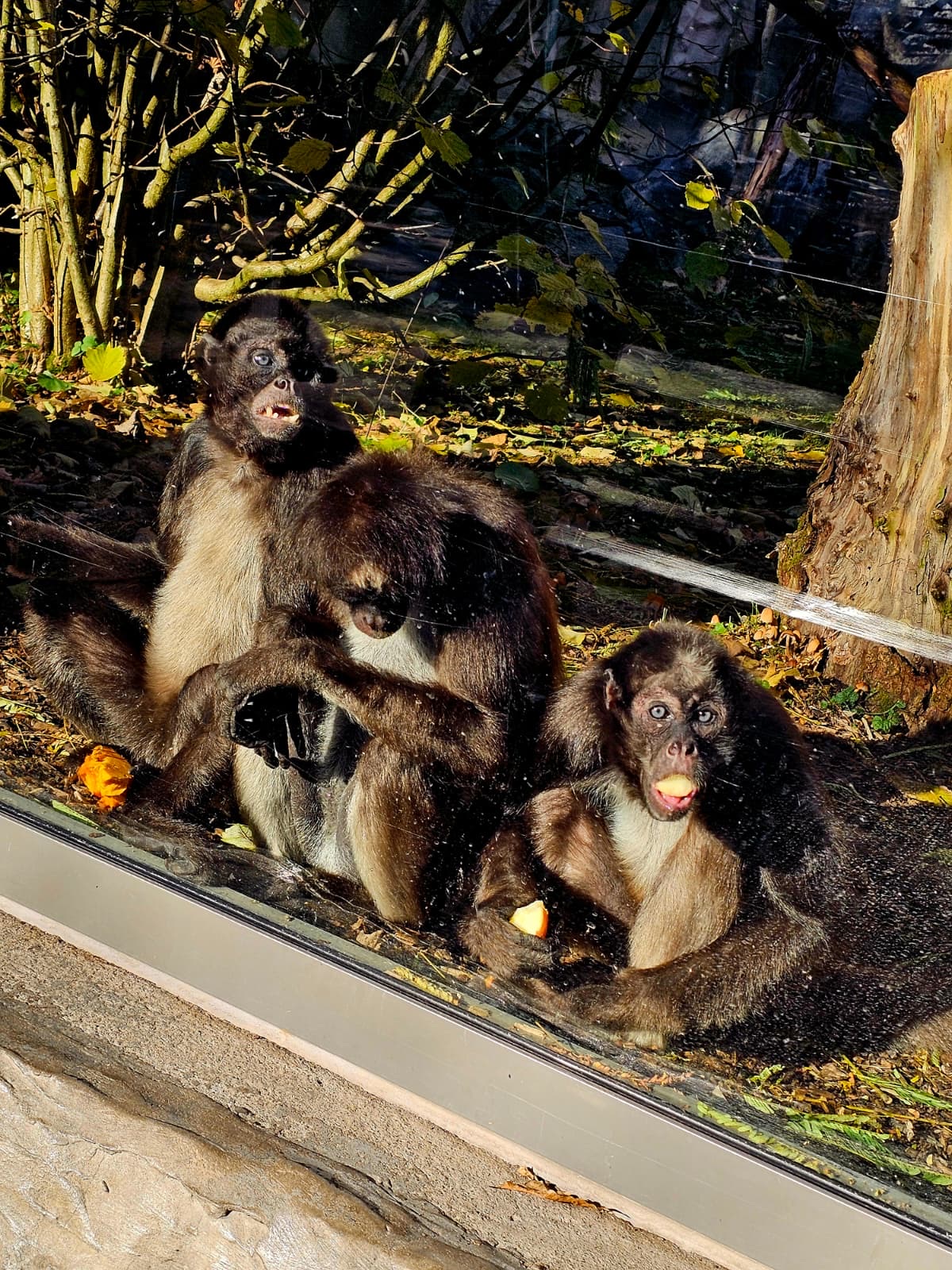 Klammeraffen draußen_Lena Weeser Drei Braune Klammeraffen im Zoo Neuwied auf ihrer Außenanlage