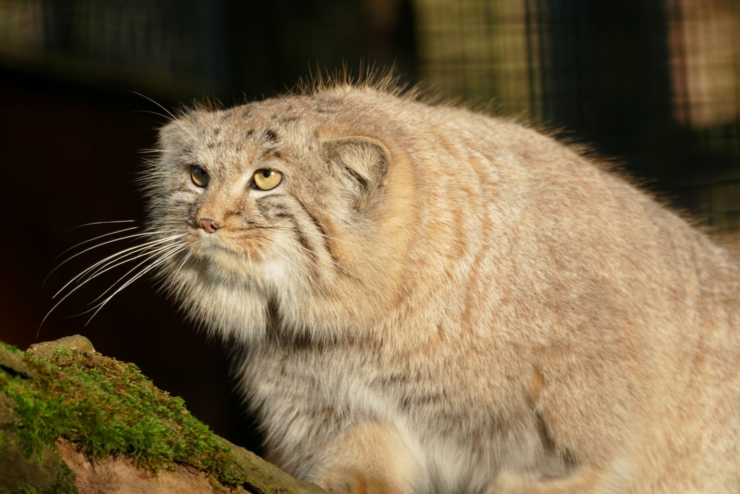Manul im Zoo Neuwied im Sonnenschein