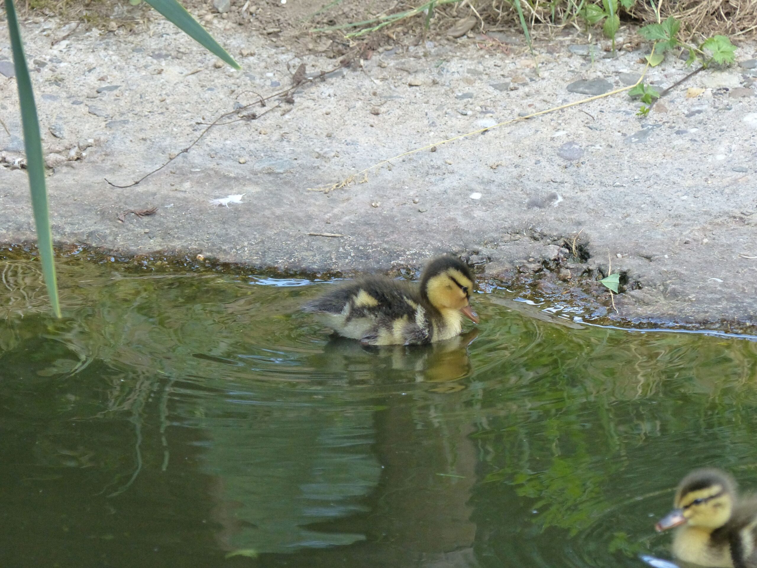 Ein Küken einer Stockente schwimmt im Wasser