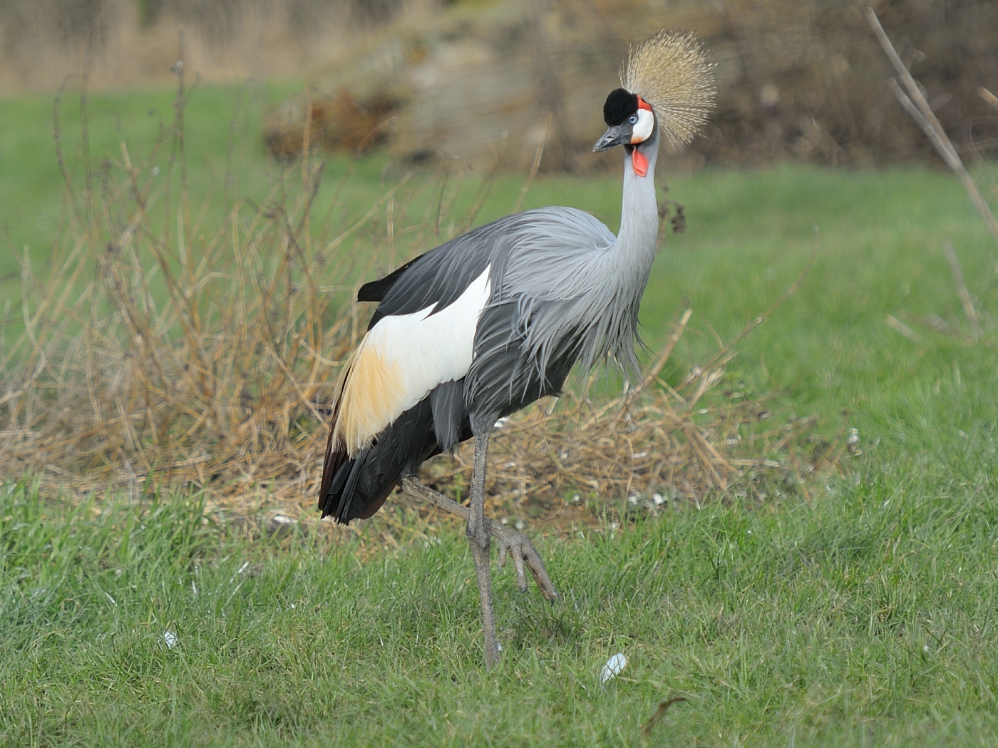 Grauer Kronenkranich auf einer Wiese