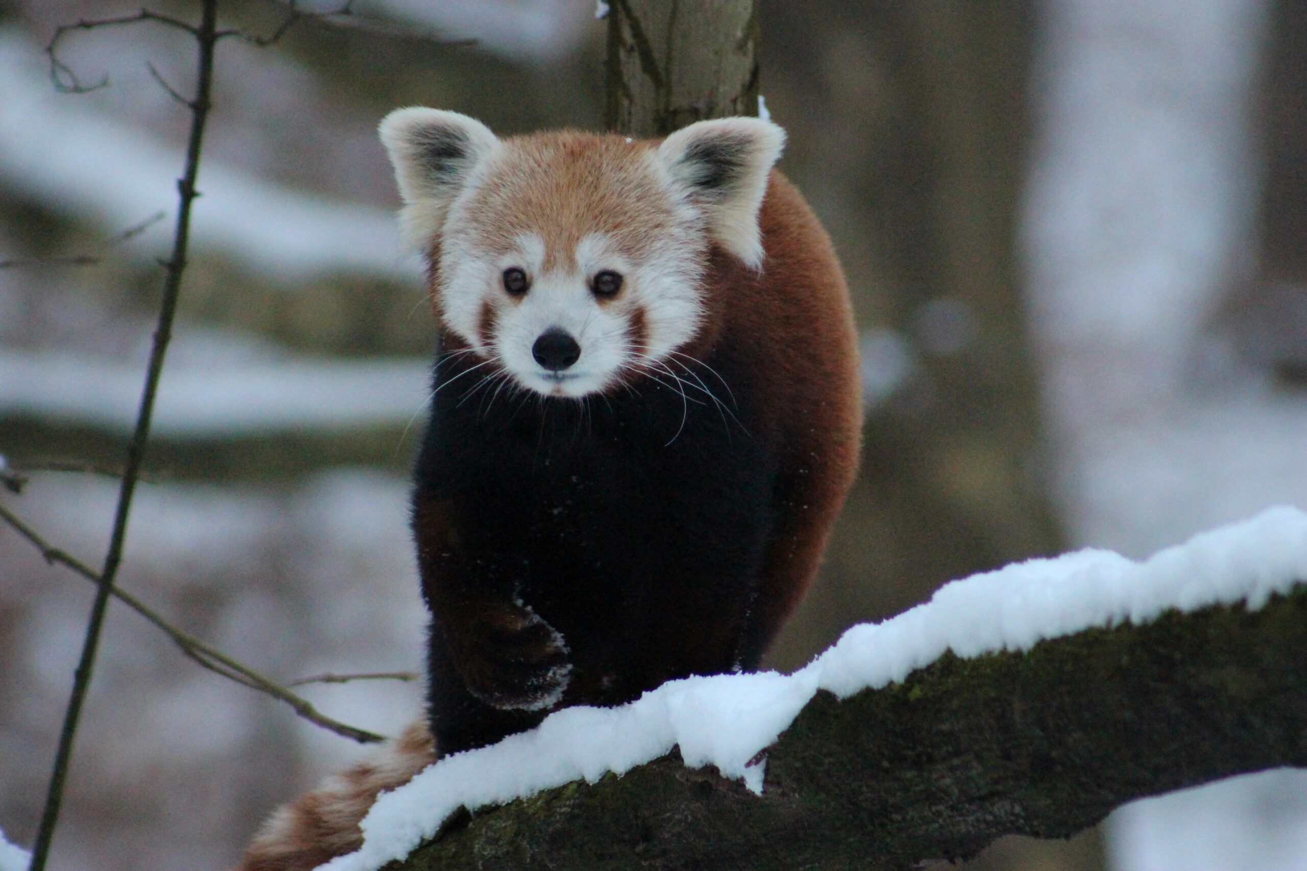 Katzenbär im Zoo Neuwied im Schnee