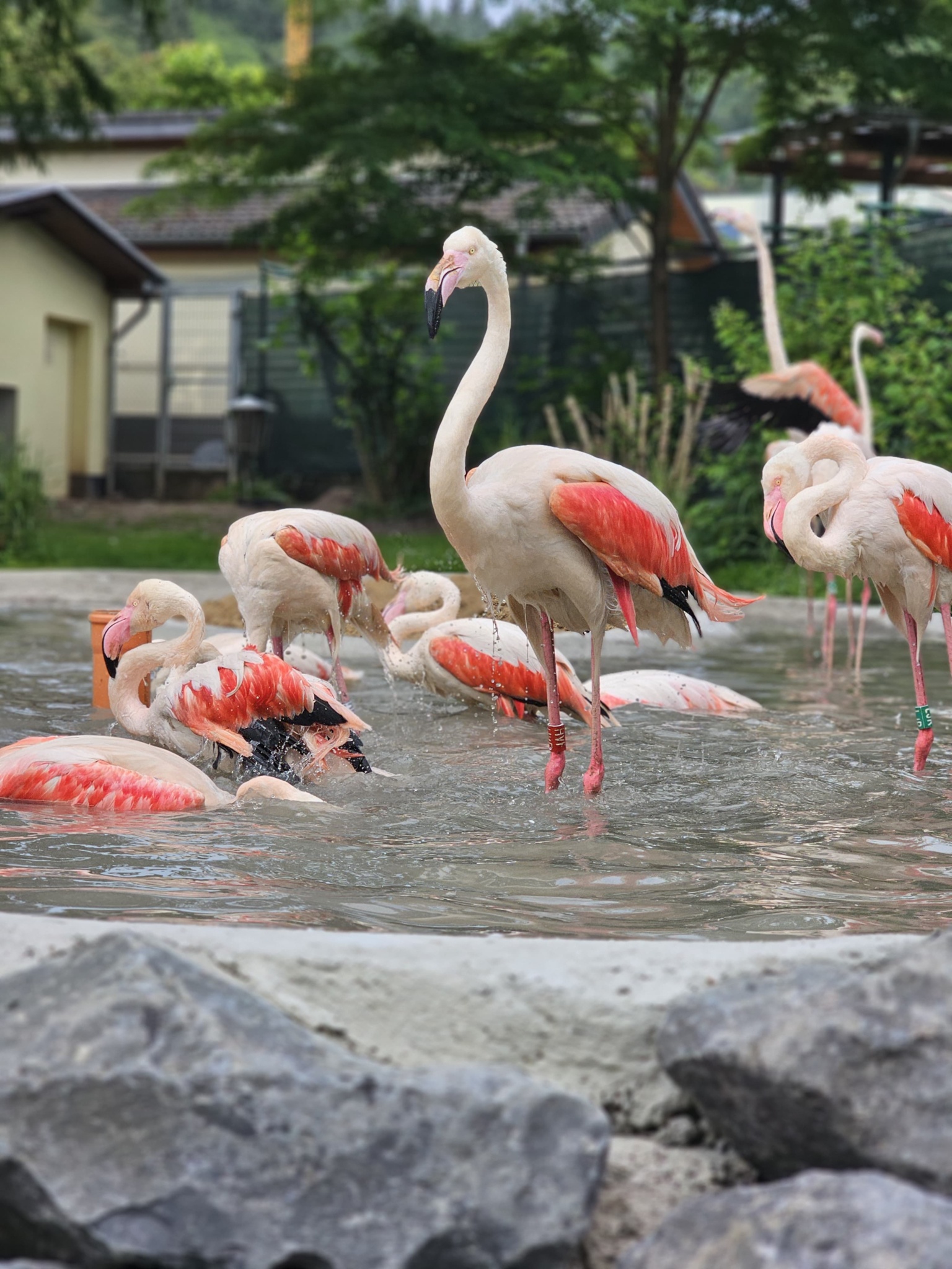 Rosaflamingos im Zoo Neuwied baden im Wasser