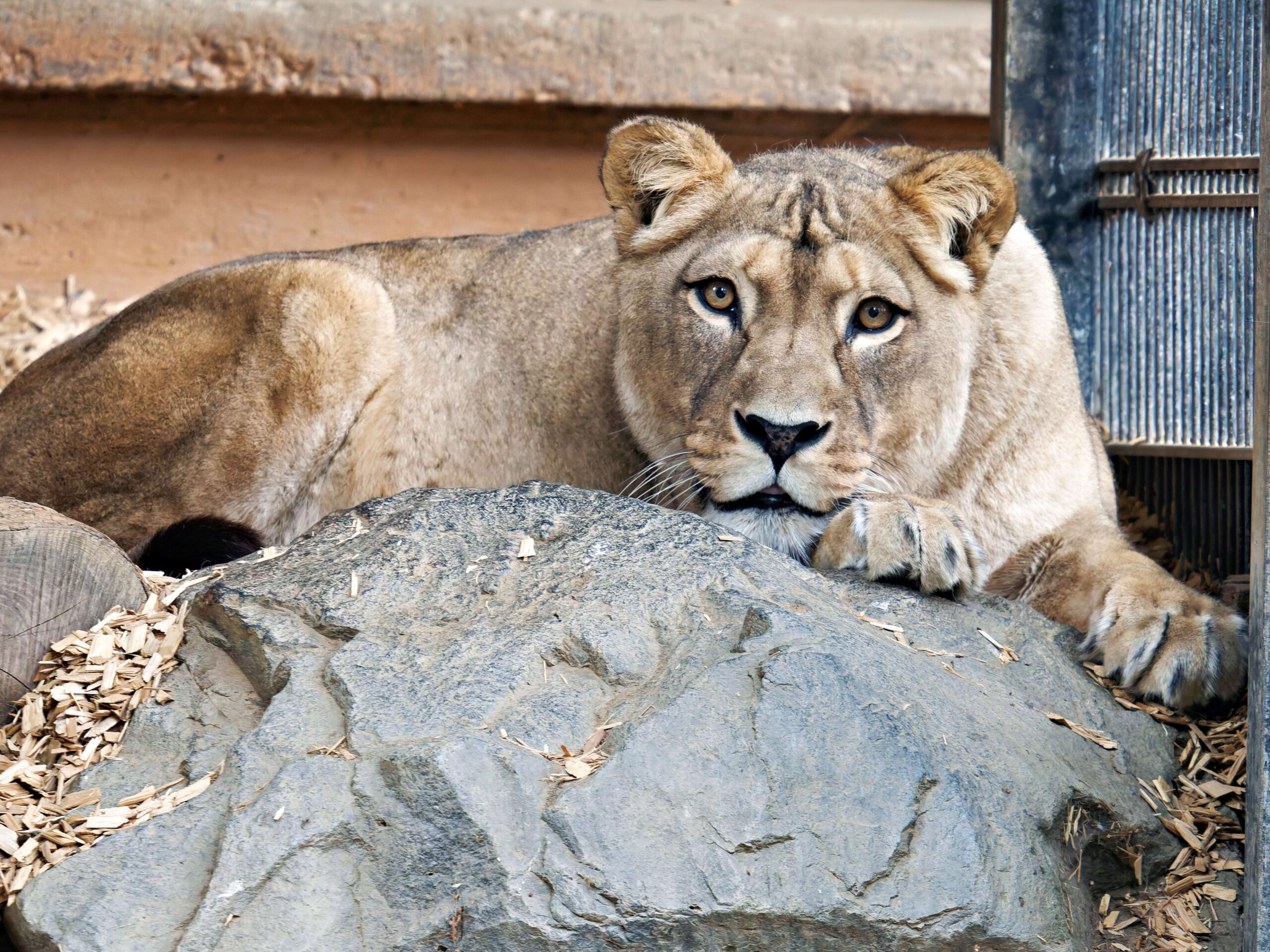 Berberlöwin_Tobias_Lehmann (3) Löwin im Zoo Neuwied liegt auf einem Stein in ihrem Gehege