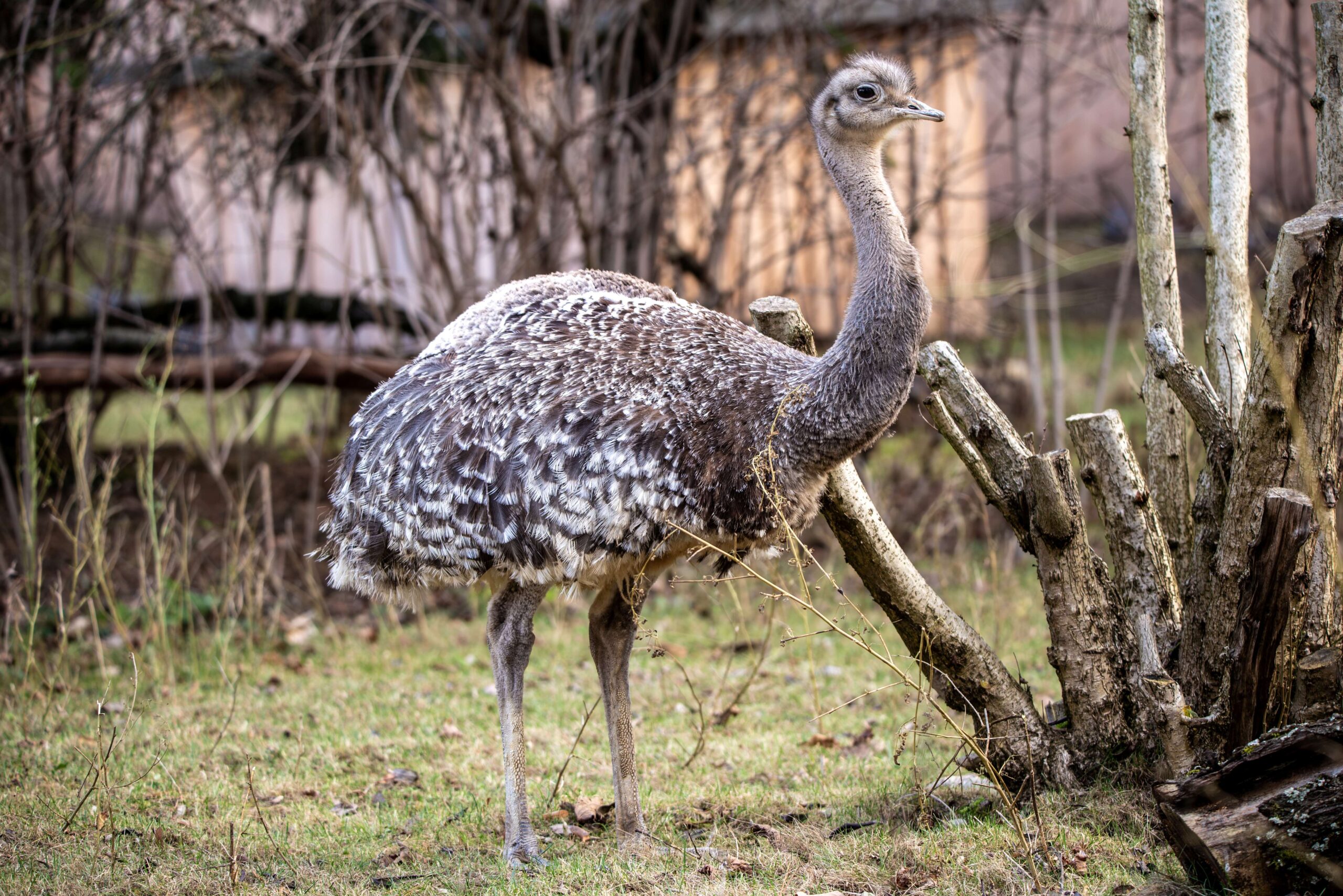 Darwin-Nandu_Pascal Dalpiaz Ein Darwin-Nandu steht auf einer Wiese im Gehege im Zoo Neuwied