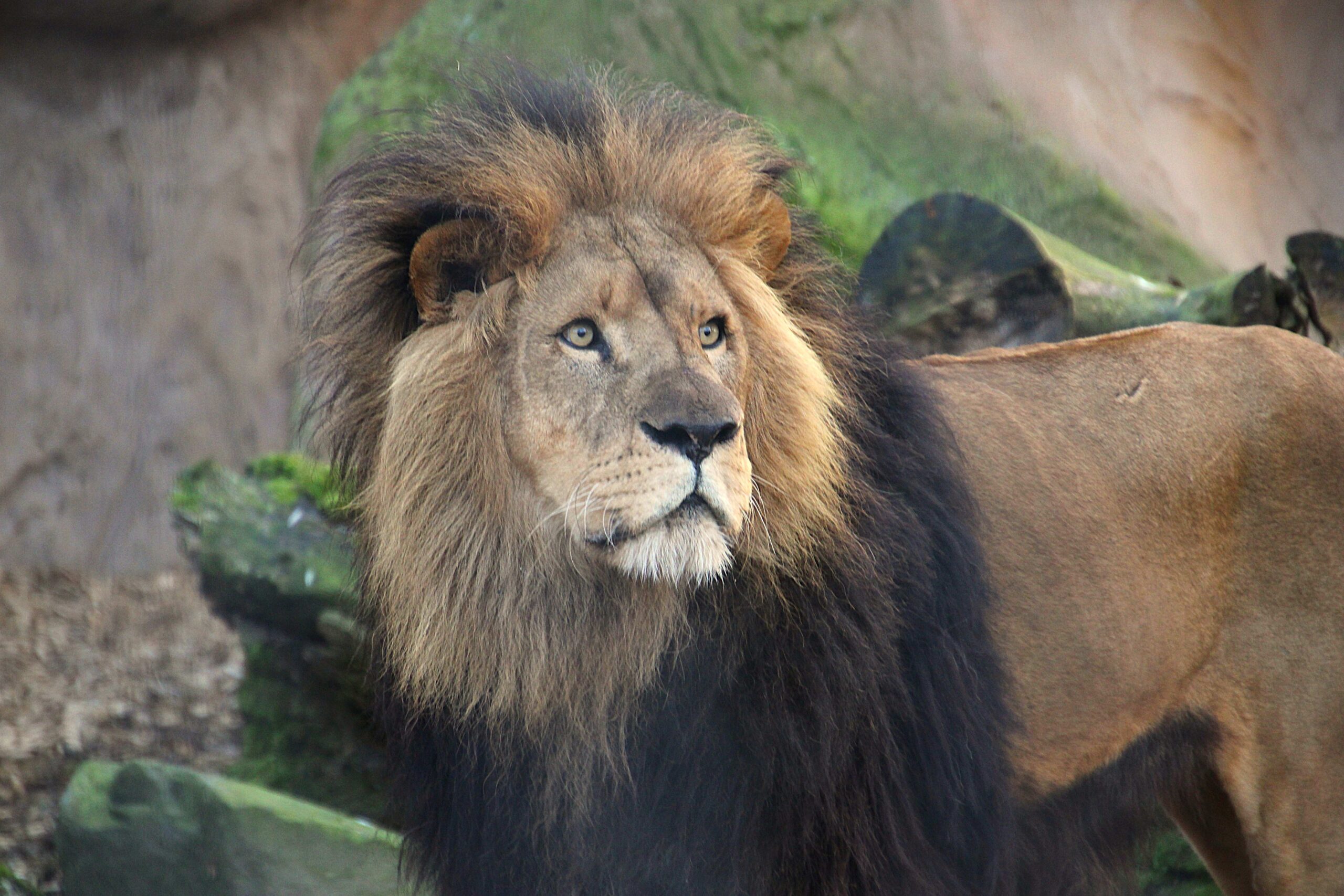 Löwe im Zoo Neuwied in seinem Gehege