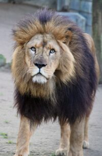 Löwe im Zoo Neuwied in seinem Gehege