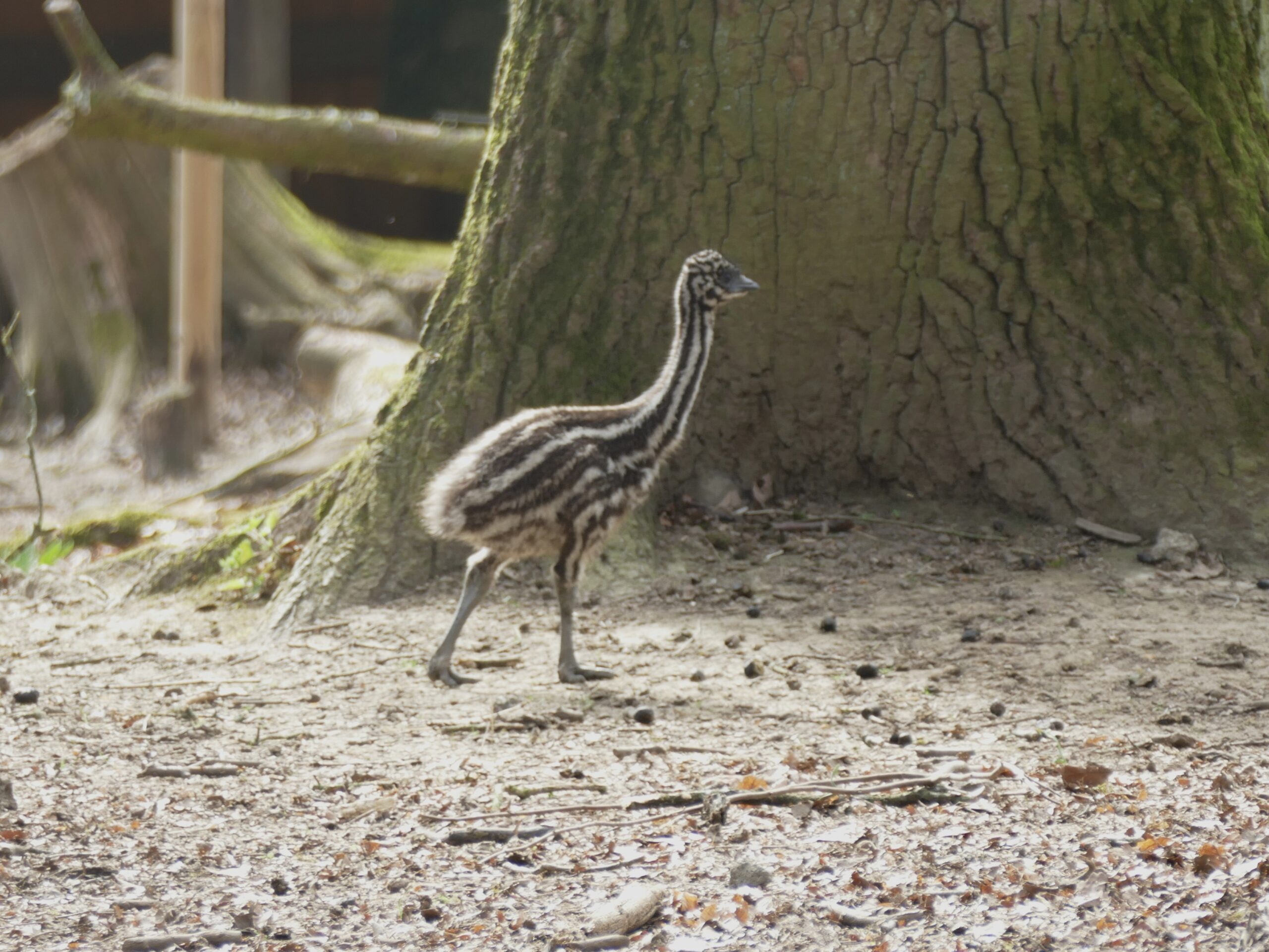 Ein Emuküken läuft über den Waldboden.