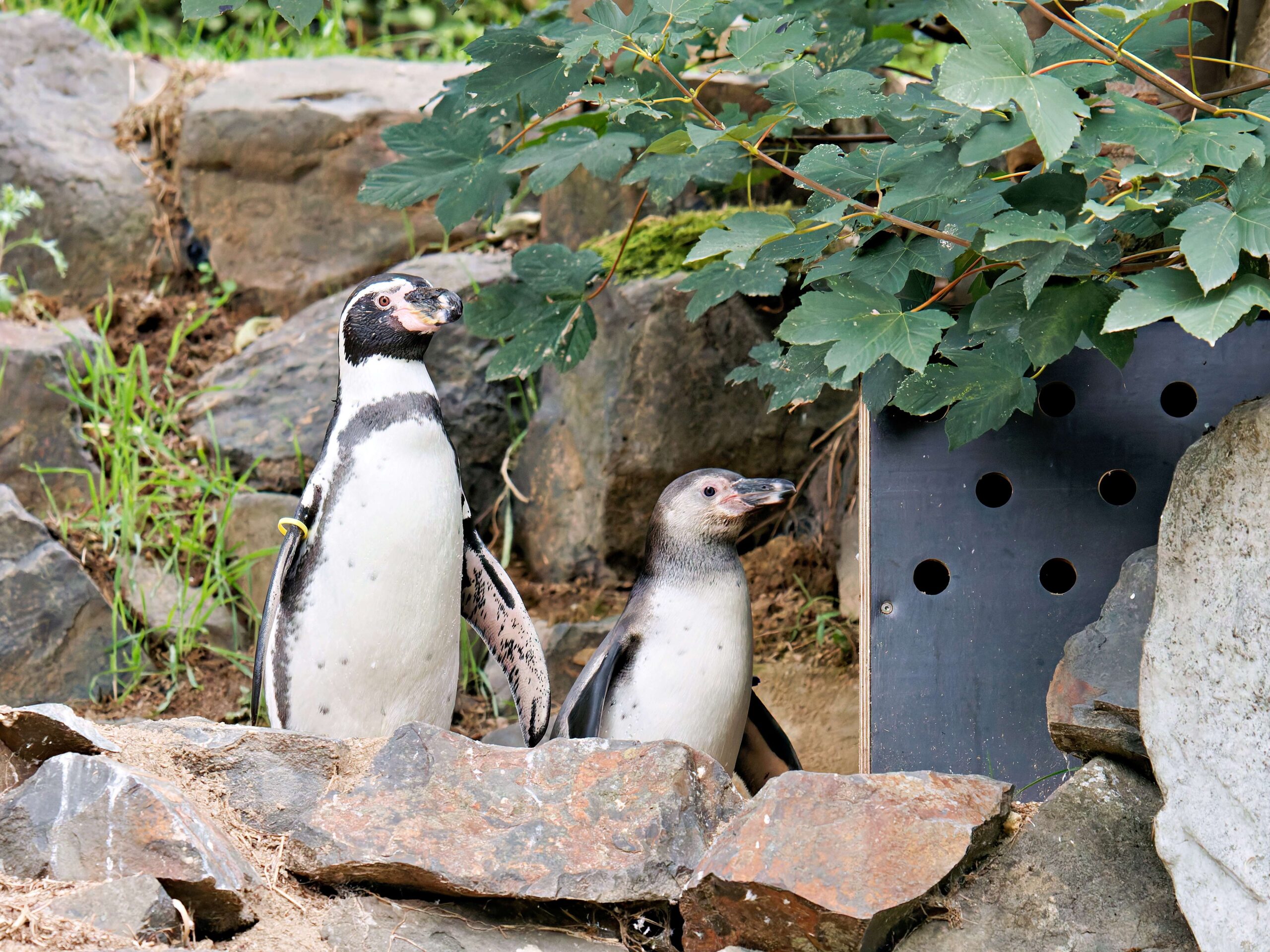 Zwei Humboldtpinguine stehen hinter Steinen neben ihrer Bruthöhle