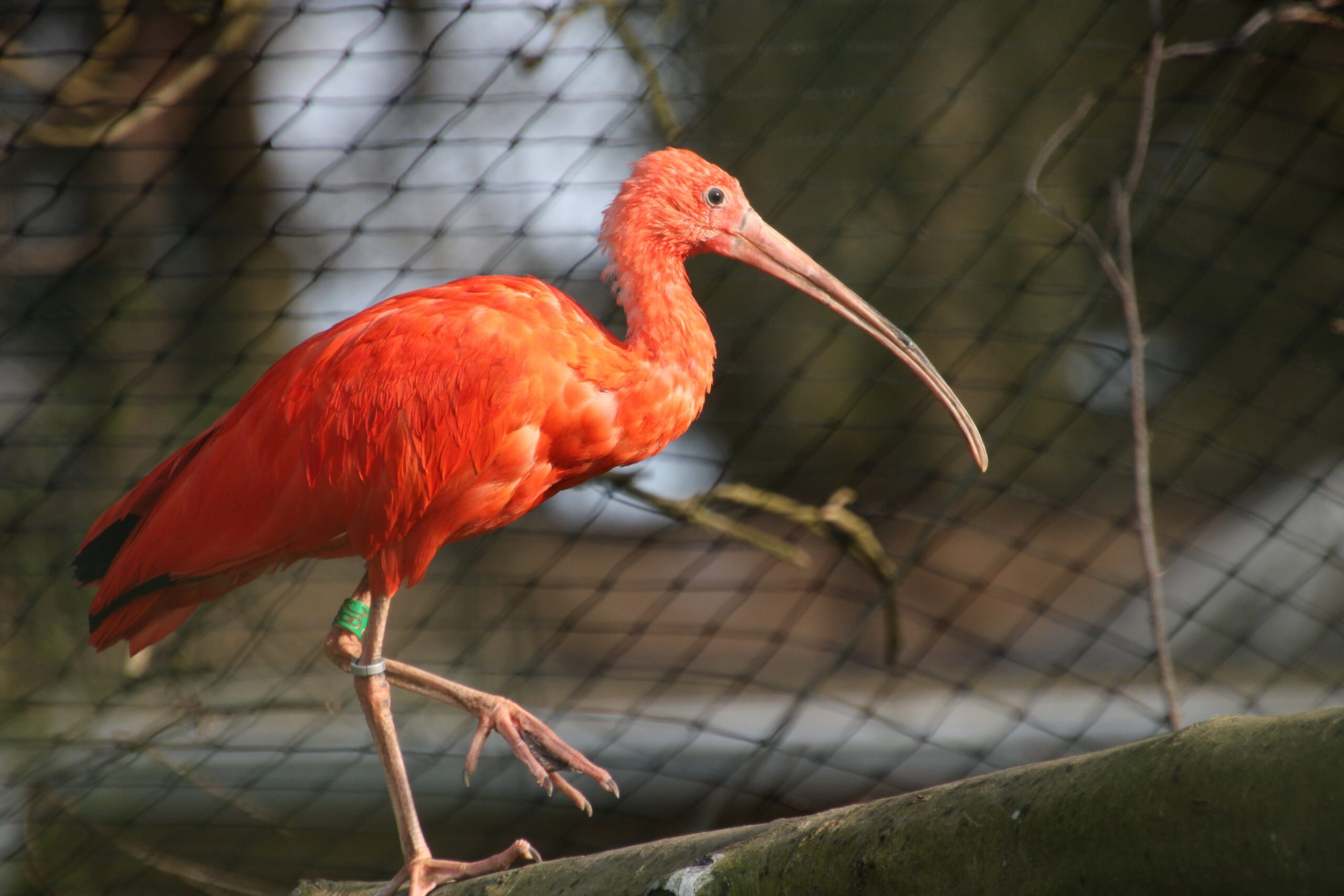 Ein Roter Sichler steht auf einem Bein auf einem Ast in seiner Voliere im Zoo Neuwied