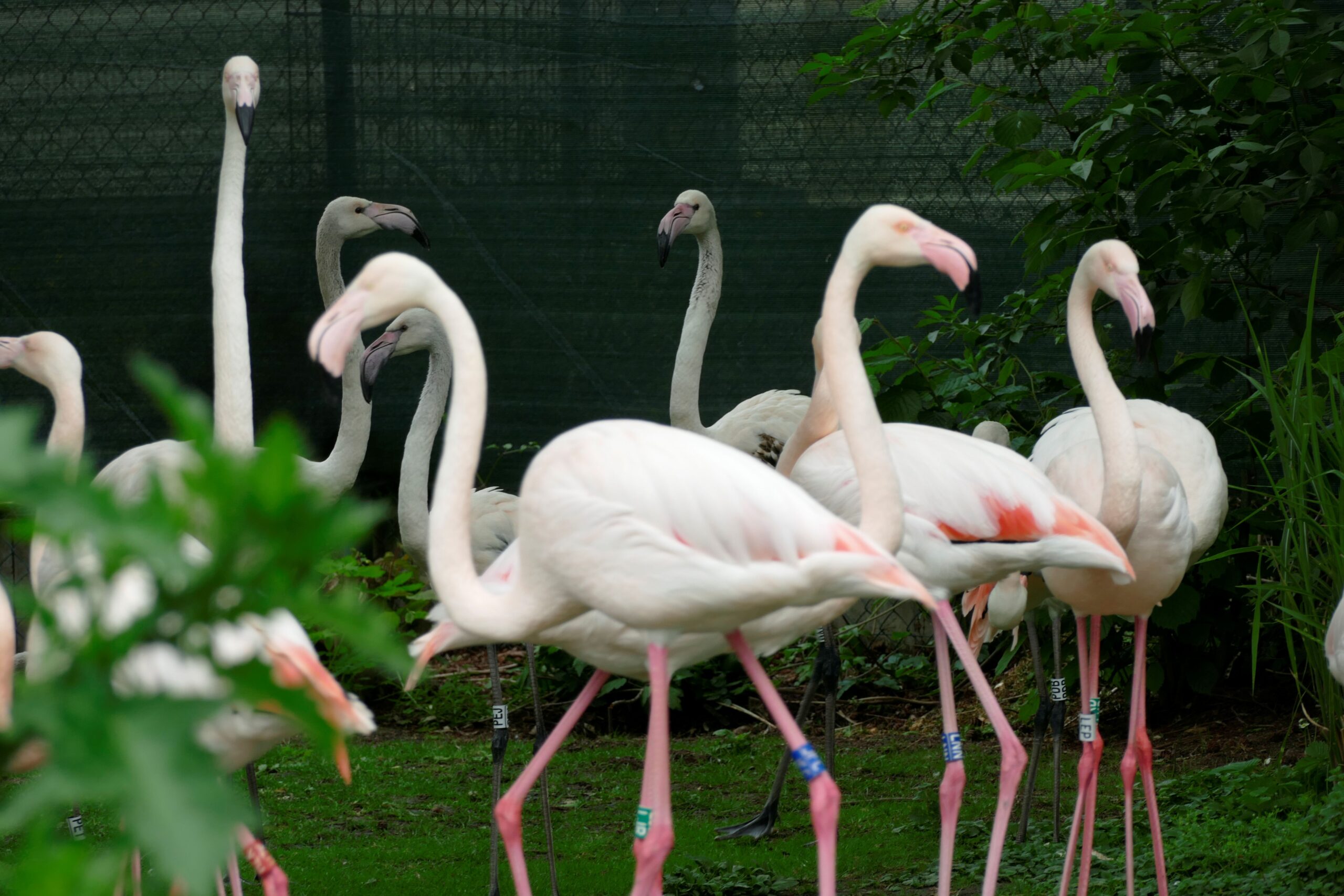 Eine Gruppe Flamingos vor einer grünen Absperrung