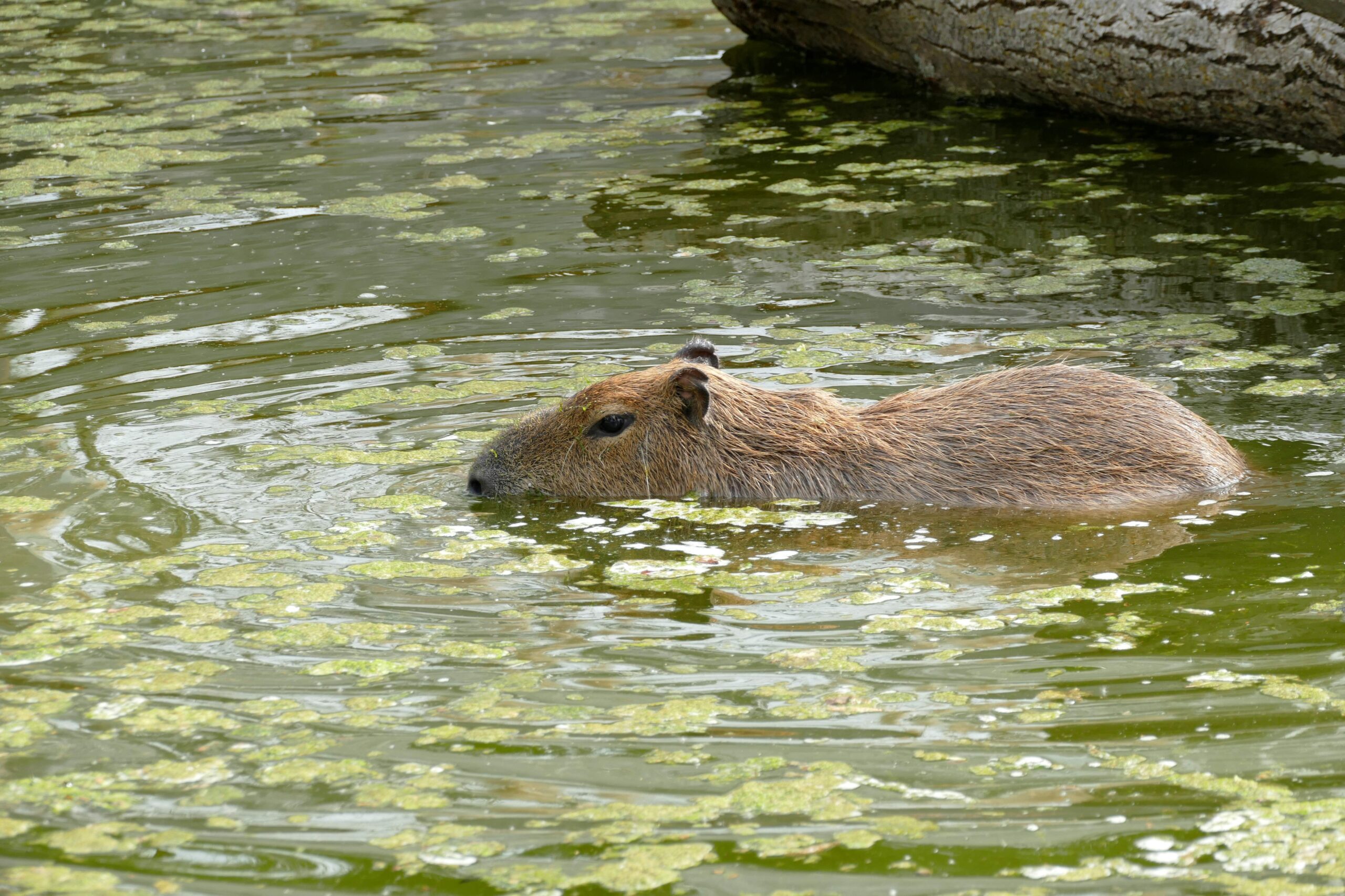 Capybara schwimmt im Wasserbecken im Zoo Neuwied