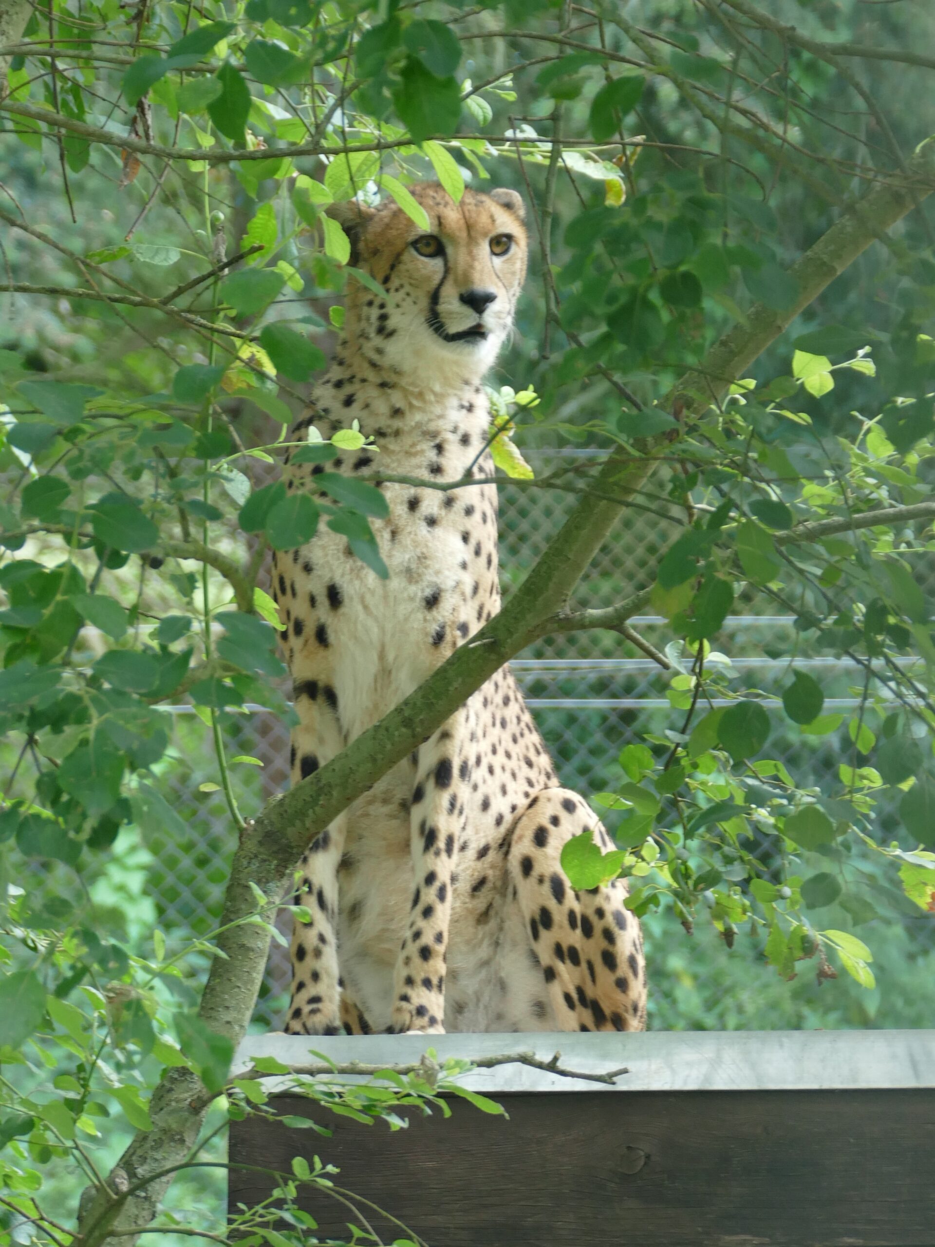 Gepardin – Neuzugang Zoo Neuwied Neue Gepardin sitzt auf ihrer Hütte im Zoo Neuwied