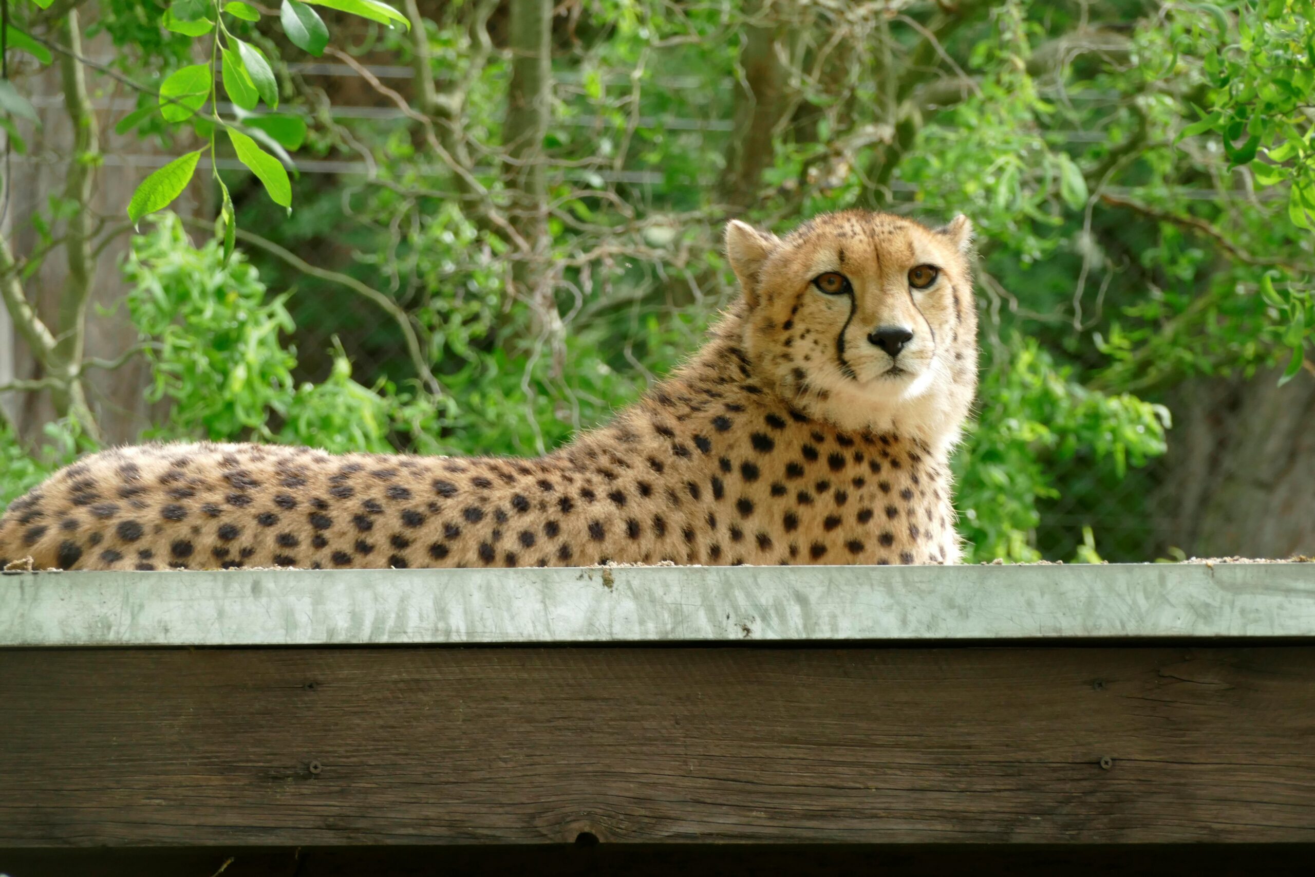 Gepardin – Neu im Zoo Neuwied Neue Gepardin liegt auf ihrer Hütte im Zoo Neuwied