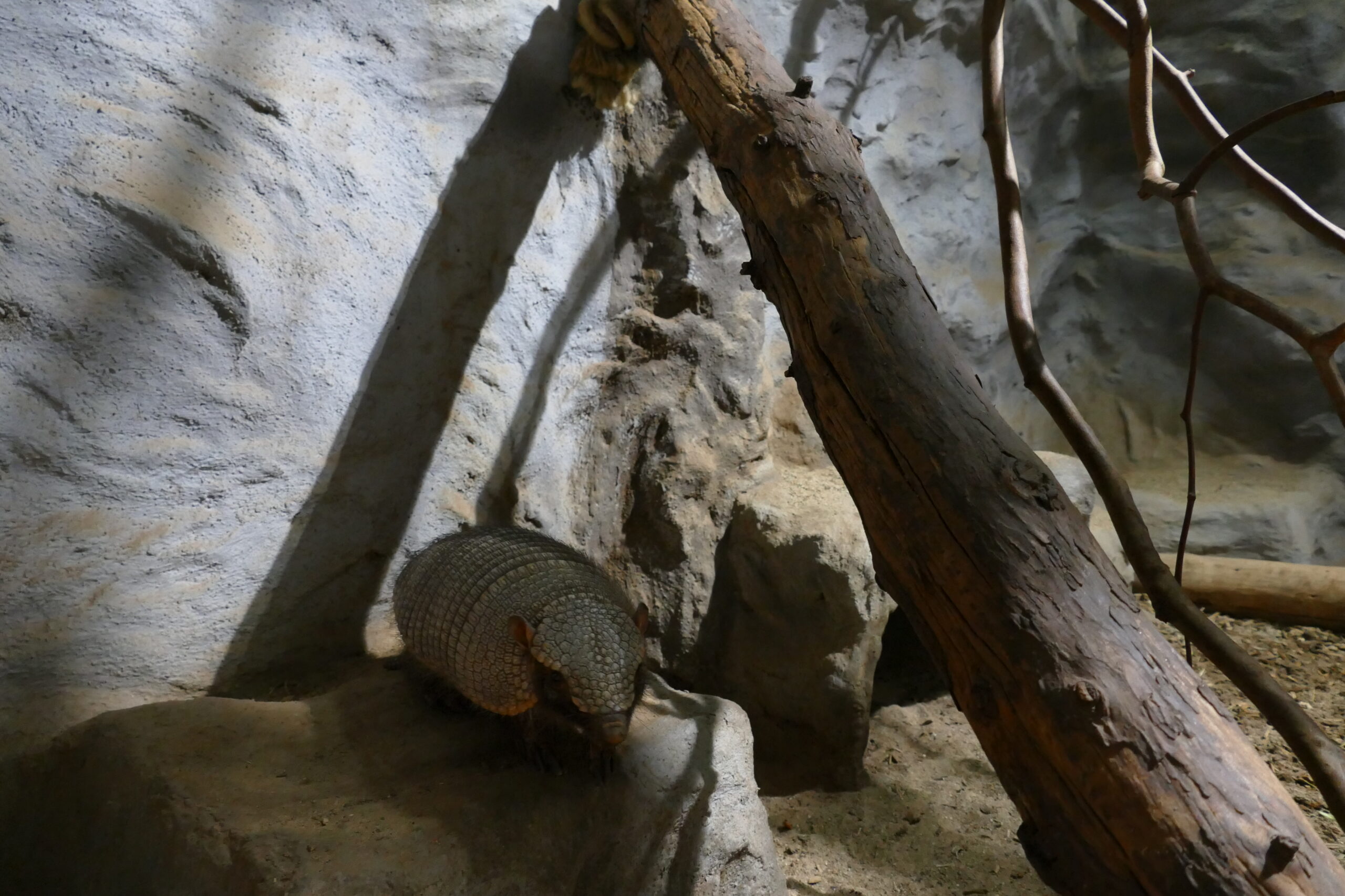 Braunborsten-G&uuml;rteltier lebt im Nachttierbereich im Zoo Neuwied