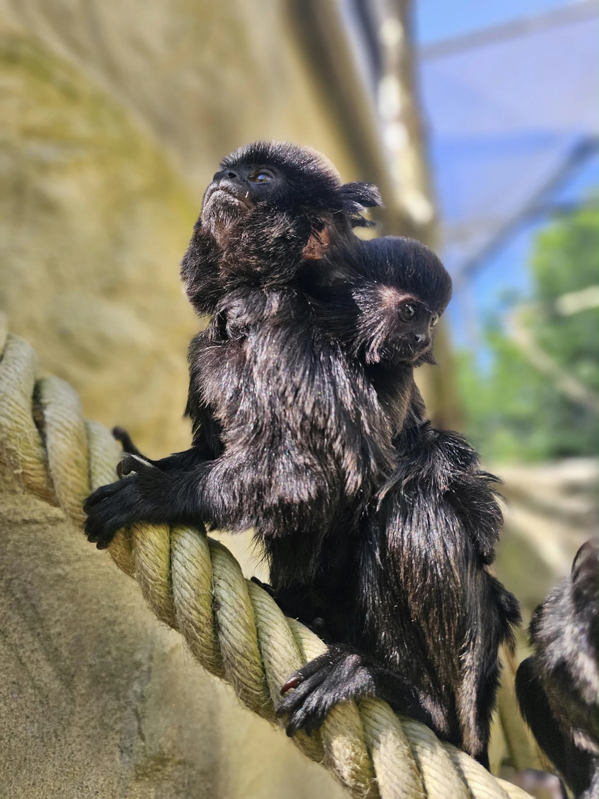 Springtamarin – Außengehege – Prinz Maximilian zu Wied Halle – Zoo Neuwied Springtamarin mit Jungtier auf dem Rücken im Außengehege der Prinz Maximilian zu Wied Halle