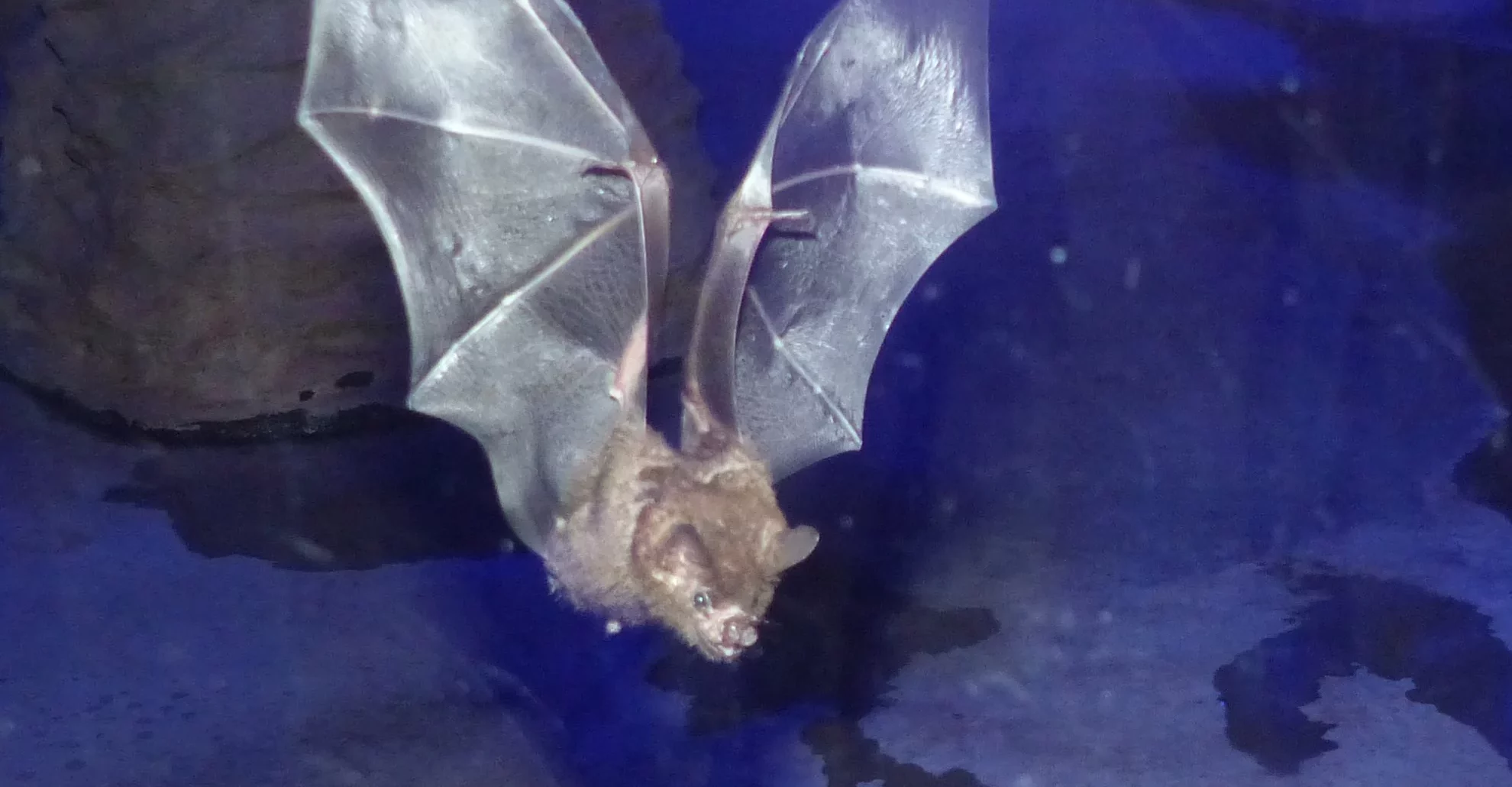 Fledermaus fliegt im Fledermausgehege im Nachttierbreich der Prinz Maximilia zu Wied Halle im Zoo Neuwied